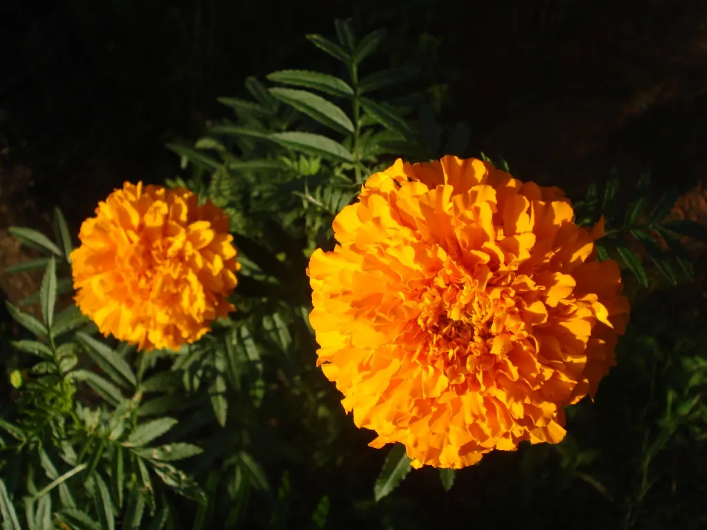 American Marigold (Tagetes Erecta) — The American Marigold (Tagetes erecta)