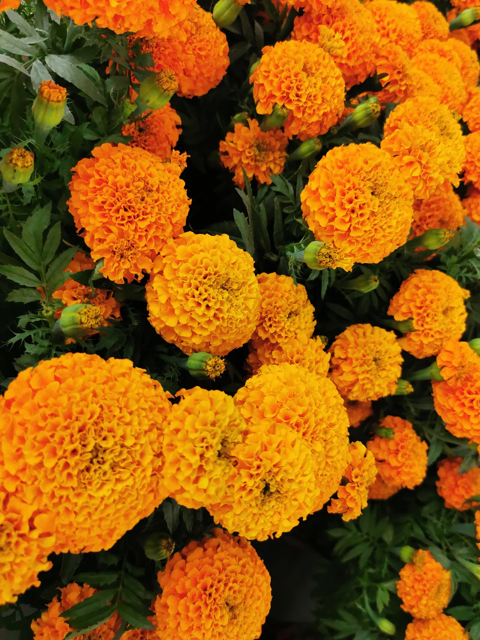 American Marigold (Tagetes Erecta) — erecta has moderate water requirements; its bold flowers and rich foliage, image 112