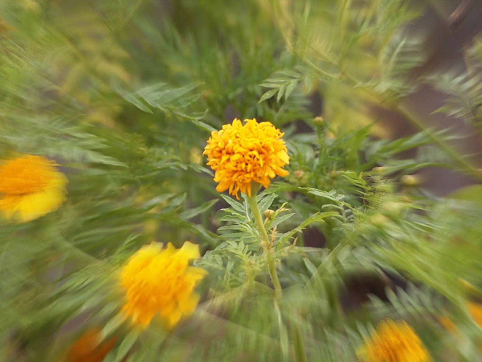 American Marigold (Tagetes Erecta) — The flower heads can grow to notable sizes; also known as the African Marigold, image 138