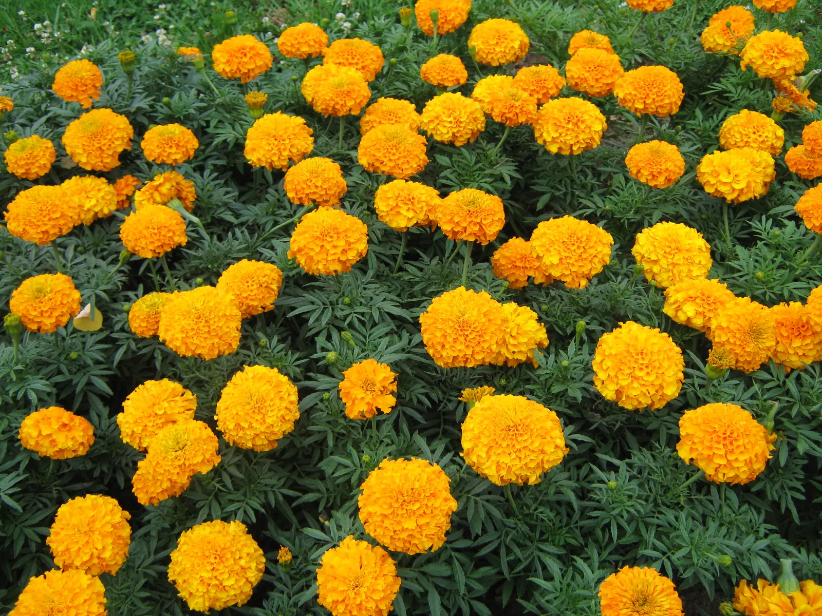 American Marigold (Tagetes Erecta) — The American Marigold, also known as Tagetes erecta, is a vibrant and robust annual that thrives in U.S