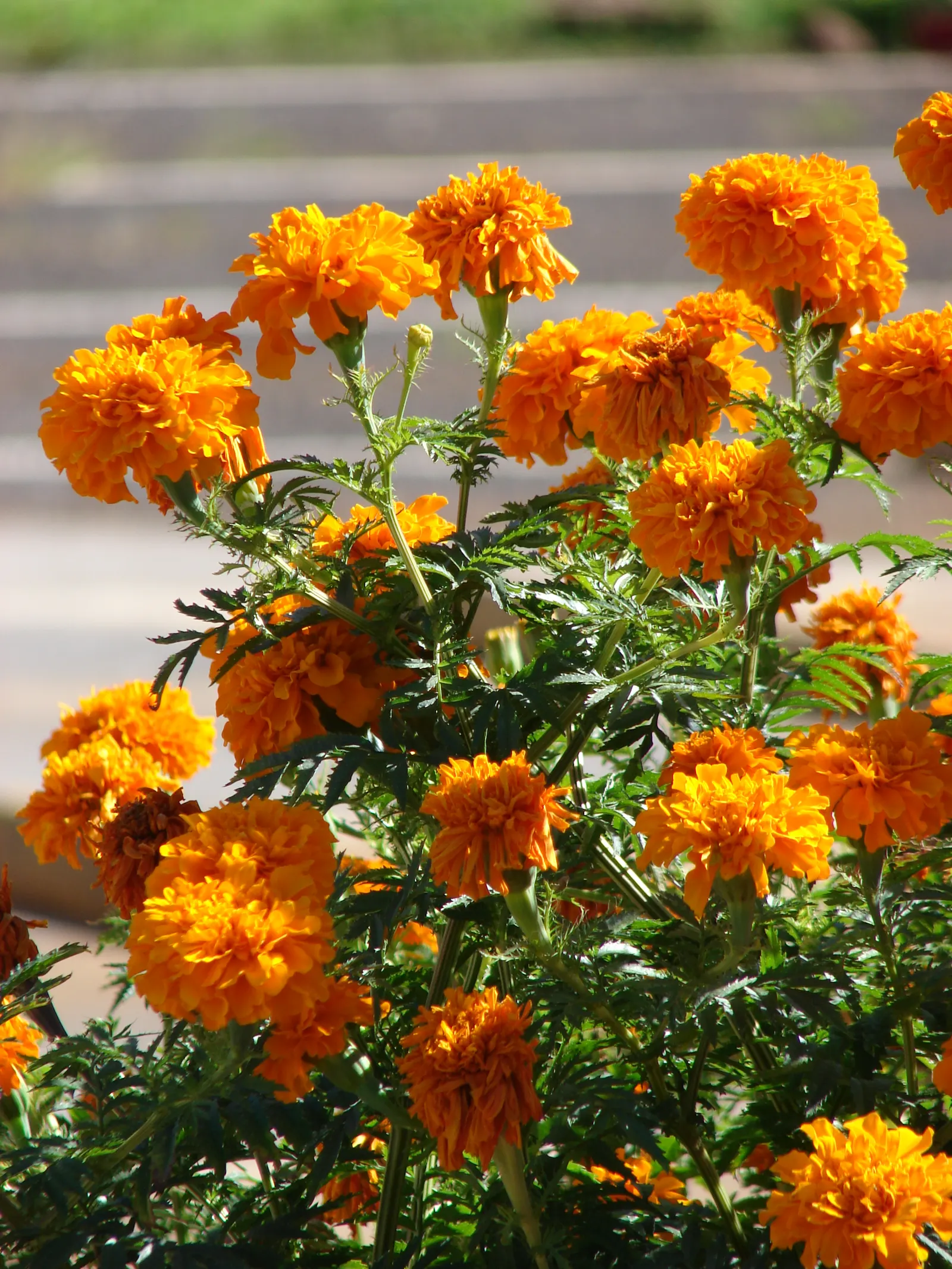 American Marigold (Tagetes Erecta) — yellow flowers in the garden