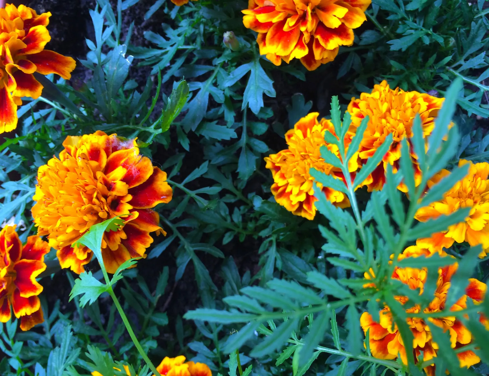 American Marigold (Tagetes Erecta) — make it ideal for borders; they can be utilized as border plants, image 132