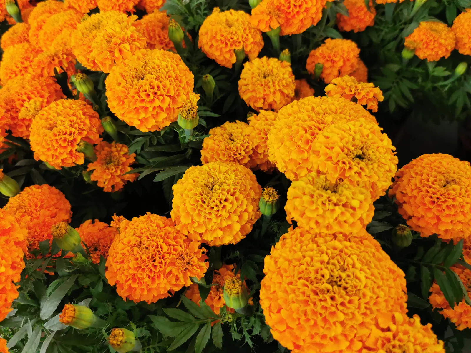 American Marigold (Tagetes Erecta) — supporting pest control and delivering continual blooms which are excellent for cutting gardens; annual for, image 120