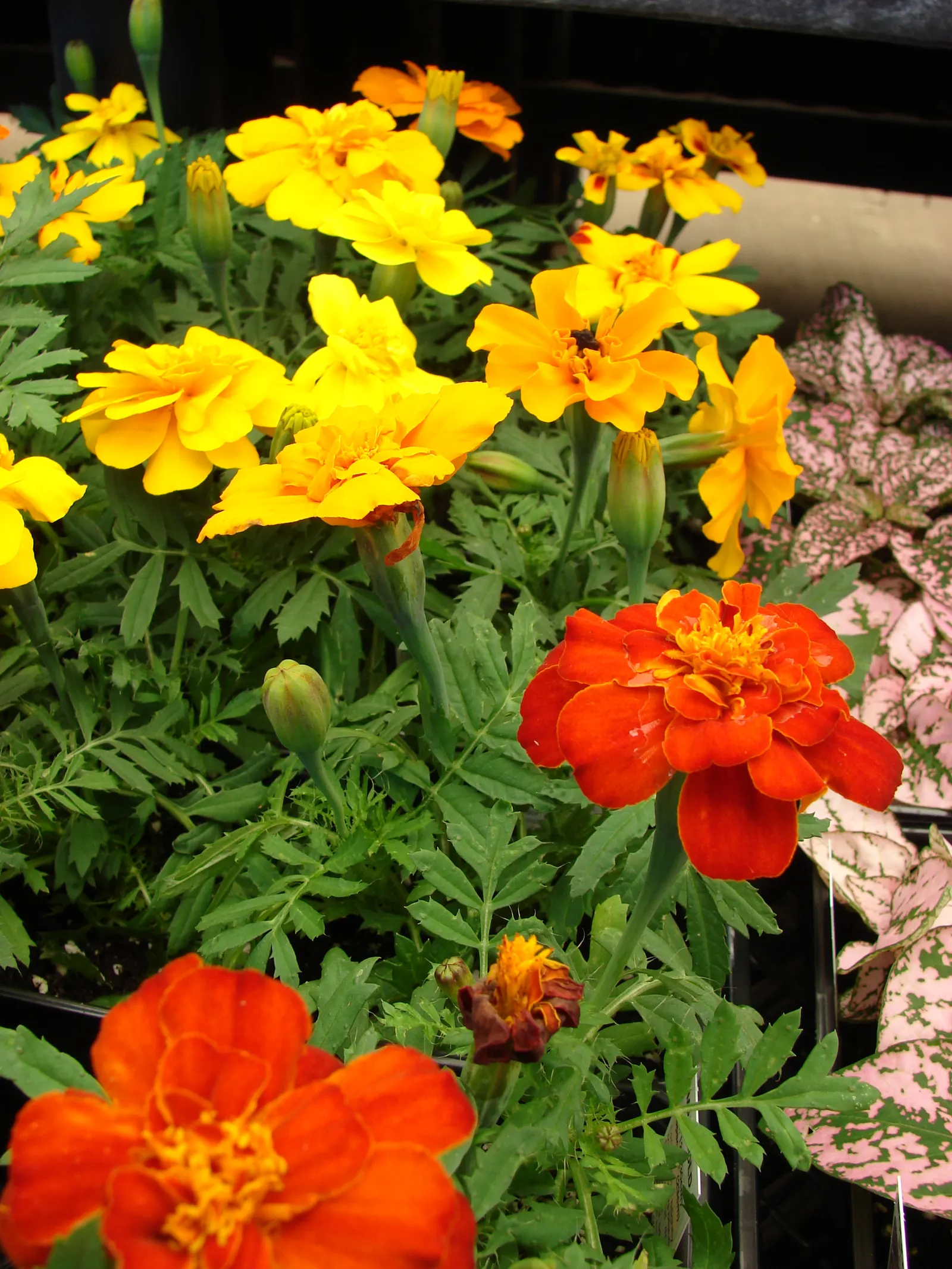 American Marigold (Tagetes Erecta) — They can be utilized as border plants; supporting pest control and delivering continual blooms which are excellent for