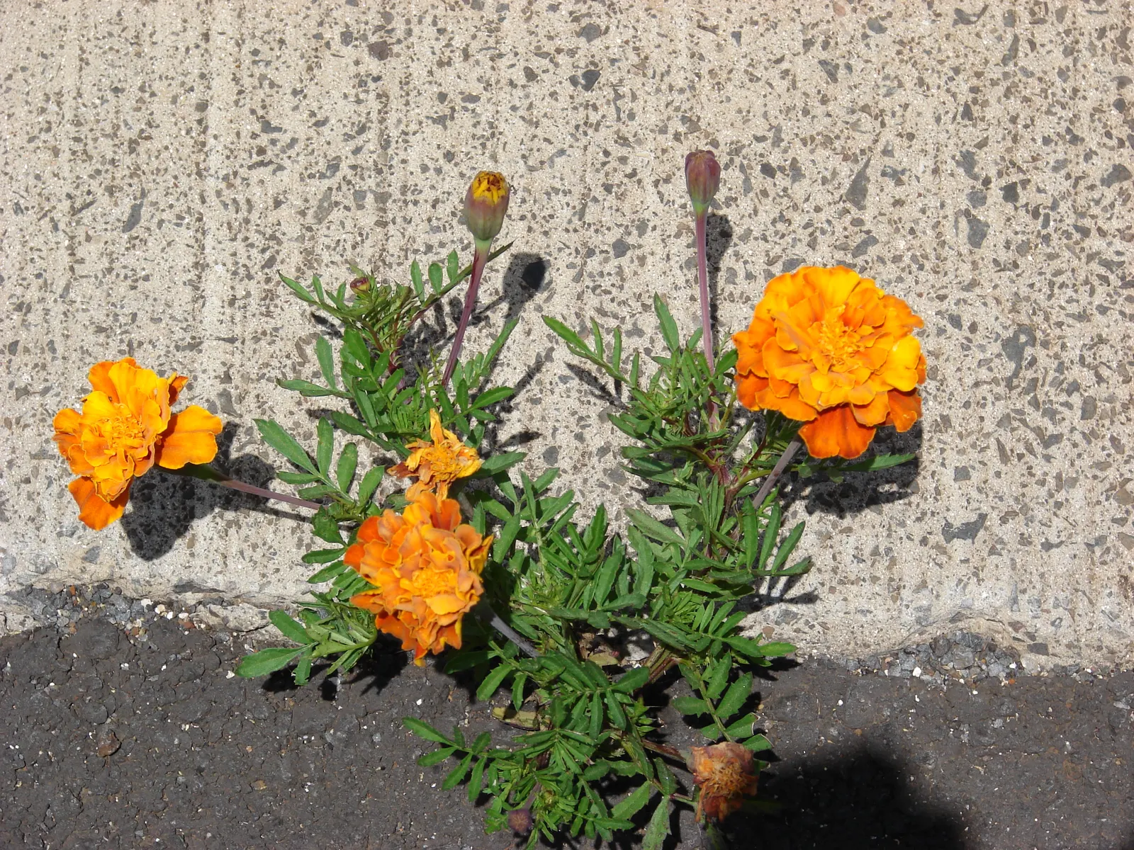 American Marigold (Tagetes Erecta) — typically from late spring until frost.<br><br>In designs that seek to incorporate these exuberant flowers, image 118