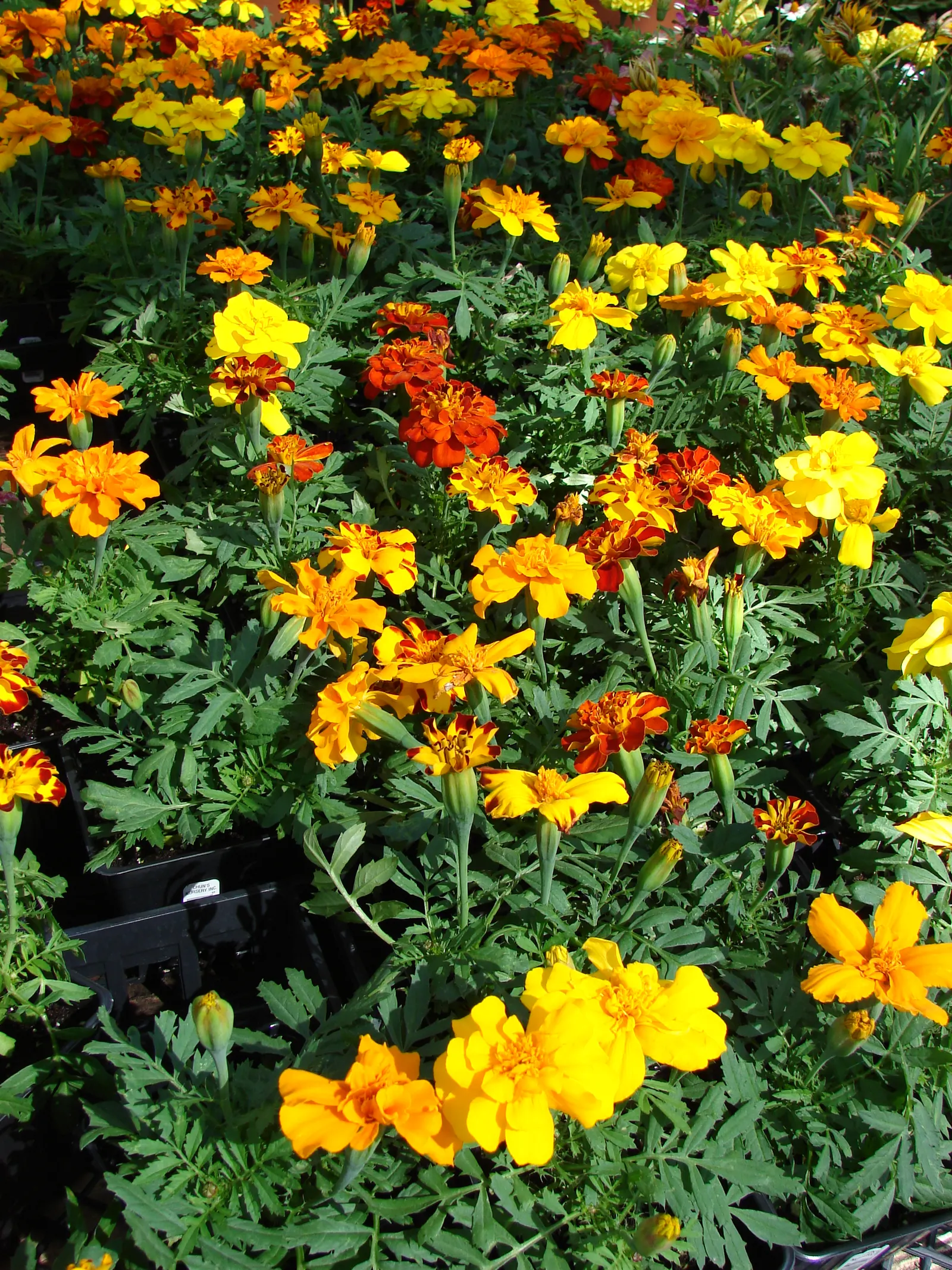 American Marigold (Tagetes Erecta) — make it ideal for borders; they can be utilized as border plants, image 70