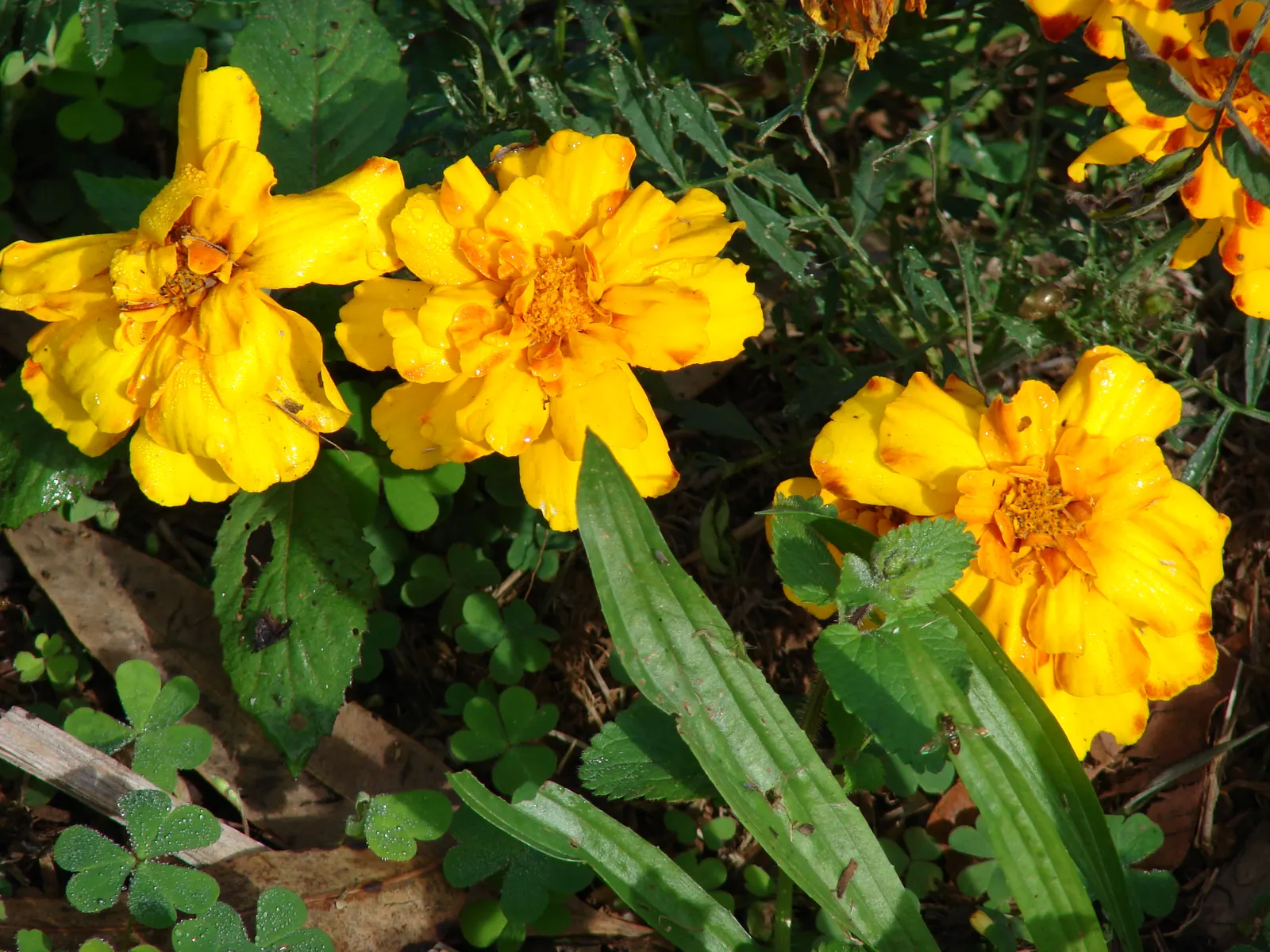 American Marigold (Tagetes Erecta) — Department of Agriculture hardiness zones 2 through 11; a quintessential component for any landscape, image 104