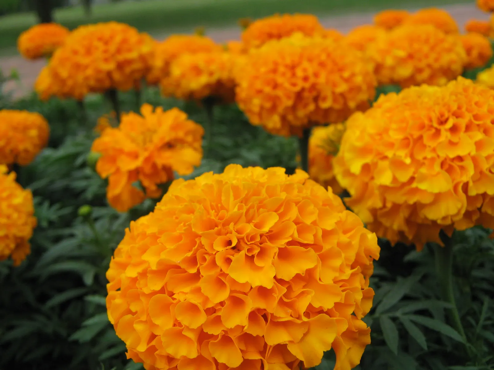 American Marigold (Tagetes Erecta) — or interspersed within a mixed bed to provide bursts of color throughout the growing season