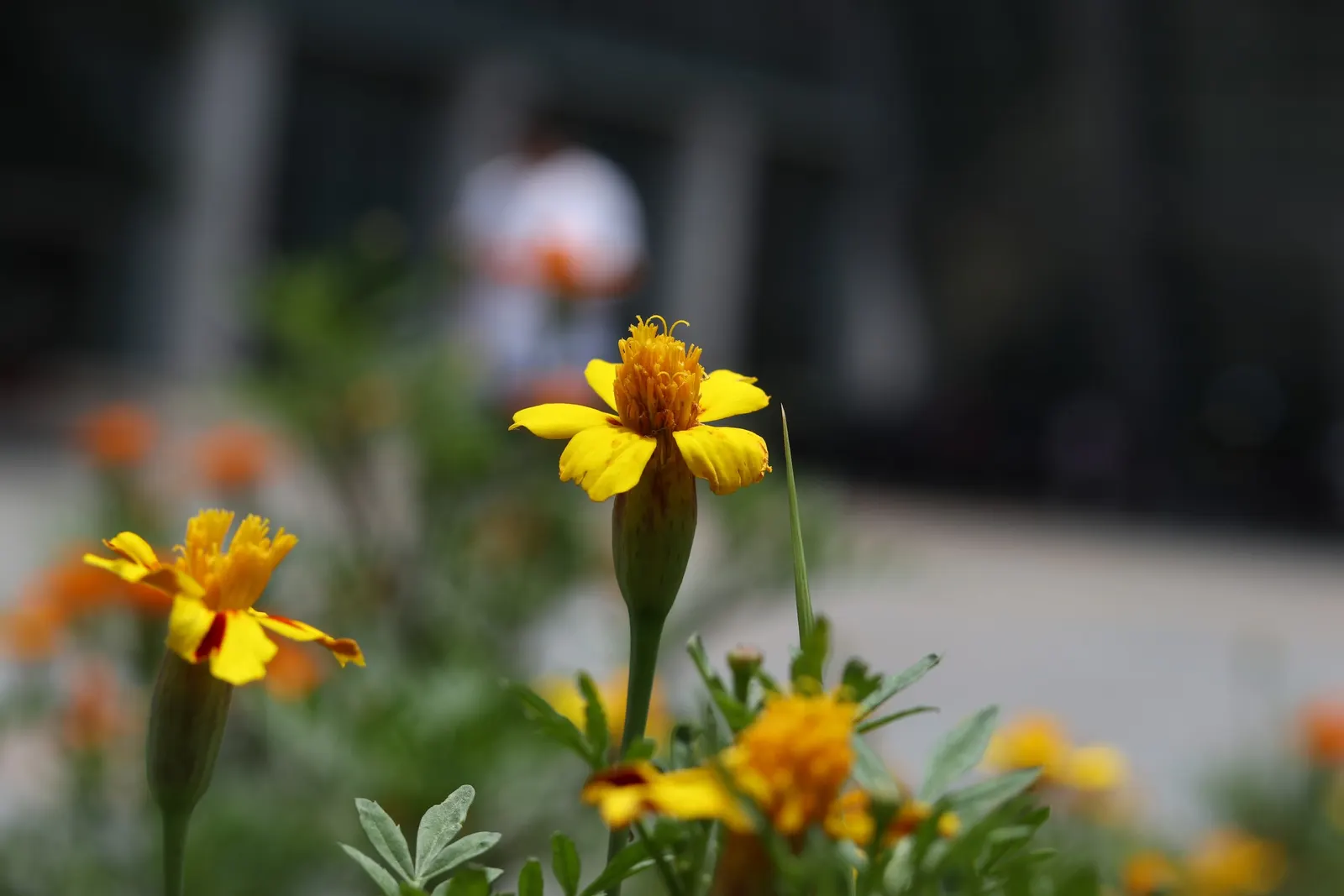 American Marigold (Tagetes Erecta) — Recurrent deadheading will encourage further flowering, ensuring a vibrant display throughout the season
