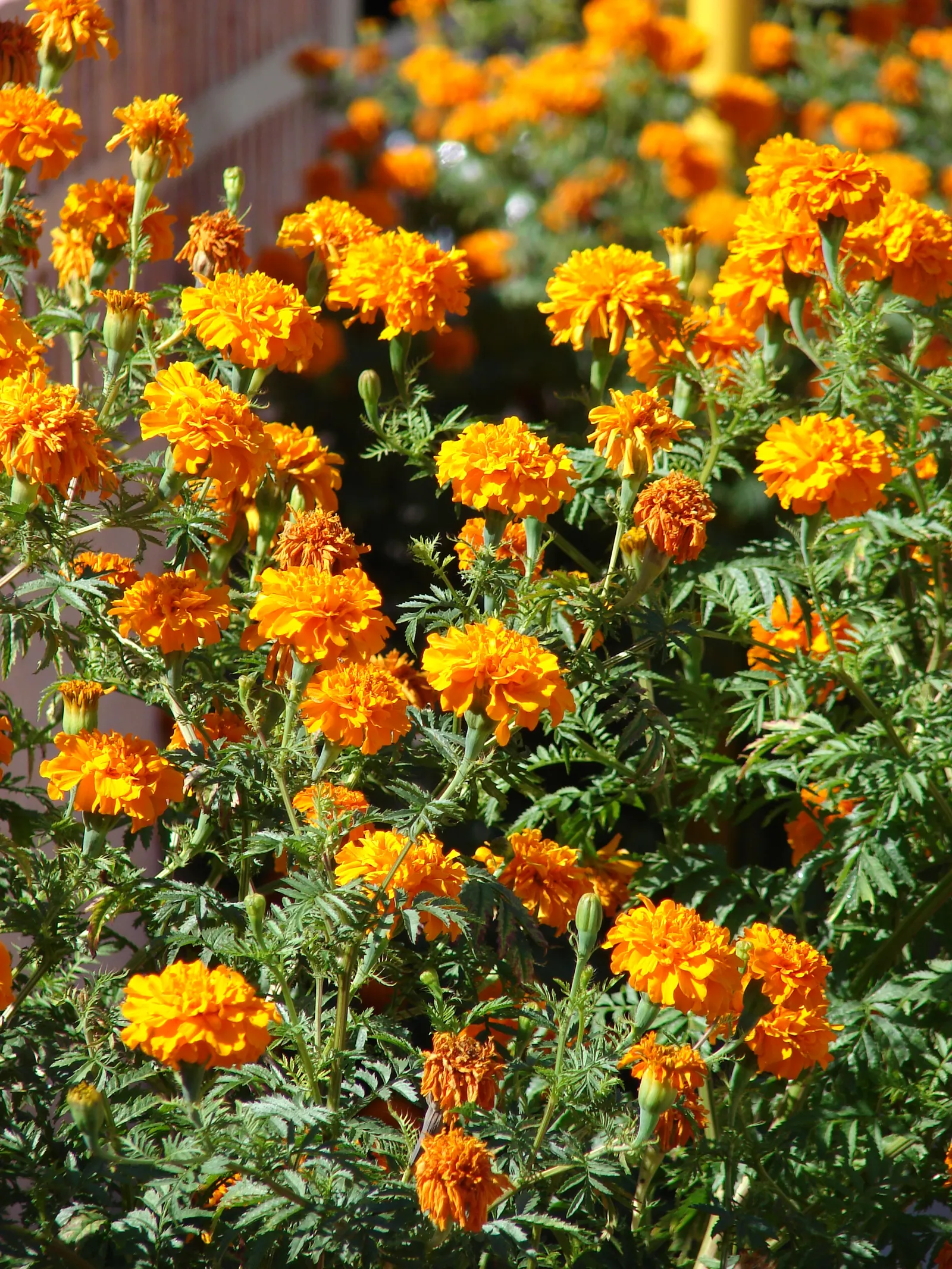 American Marigold (Tagetes Erecta) — although this may reduce their flowering prowess; in mass plantings for visual impact, image 110