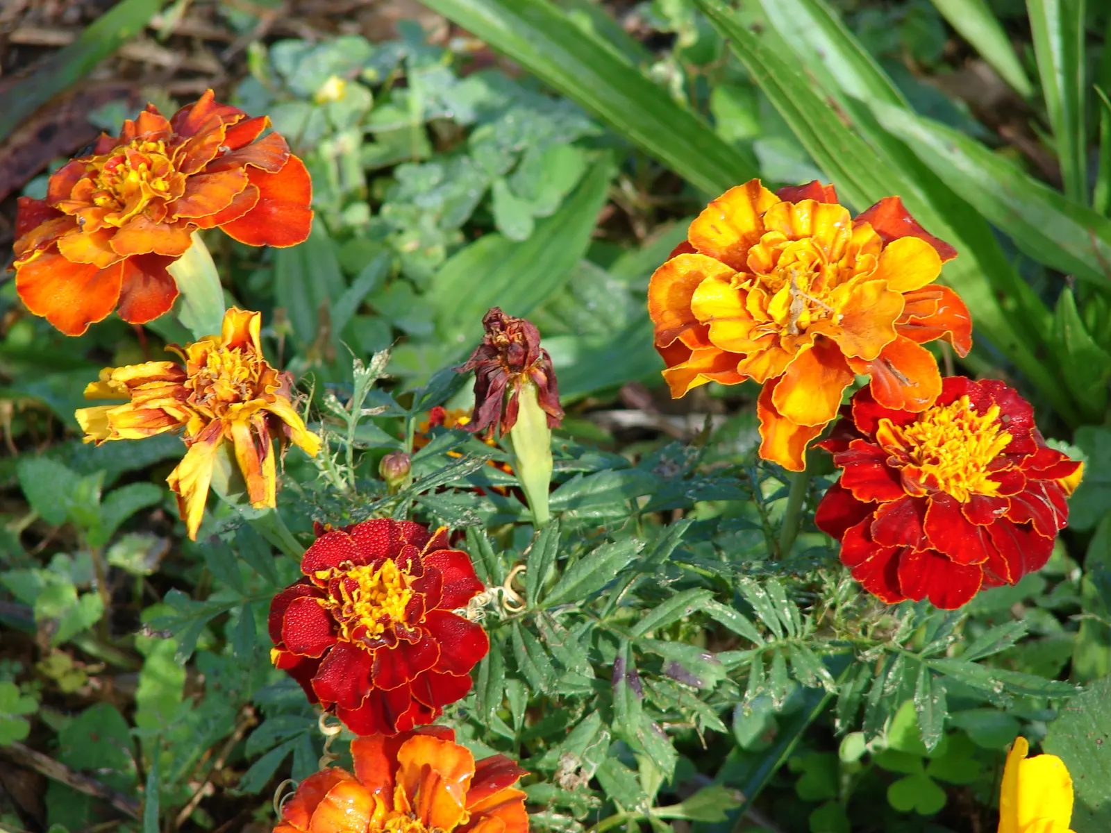 American Marigold (Tagetes Erecta) — The flower heads can grow to notable sizes; also known as the African Marigold, image 76
