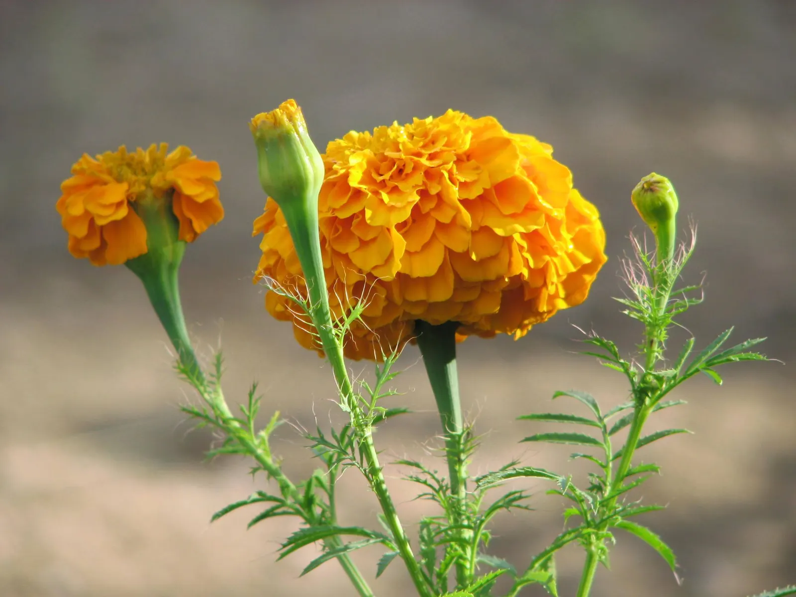 American Marigold (Tagetes Erecta) — typically from late spring until frost.<br><br>In designs that seek to incorporate these exuberant flowers; although this