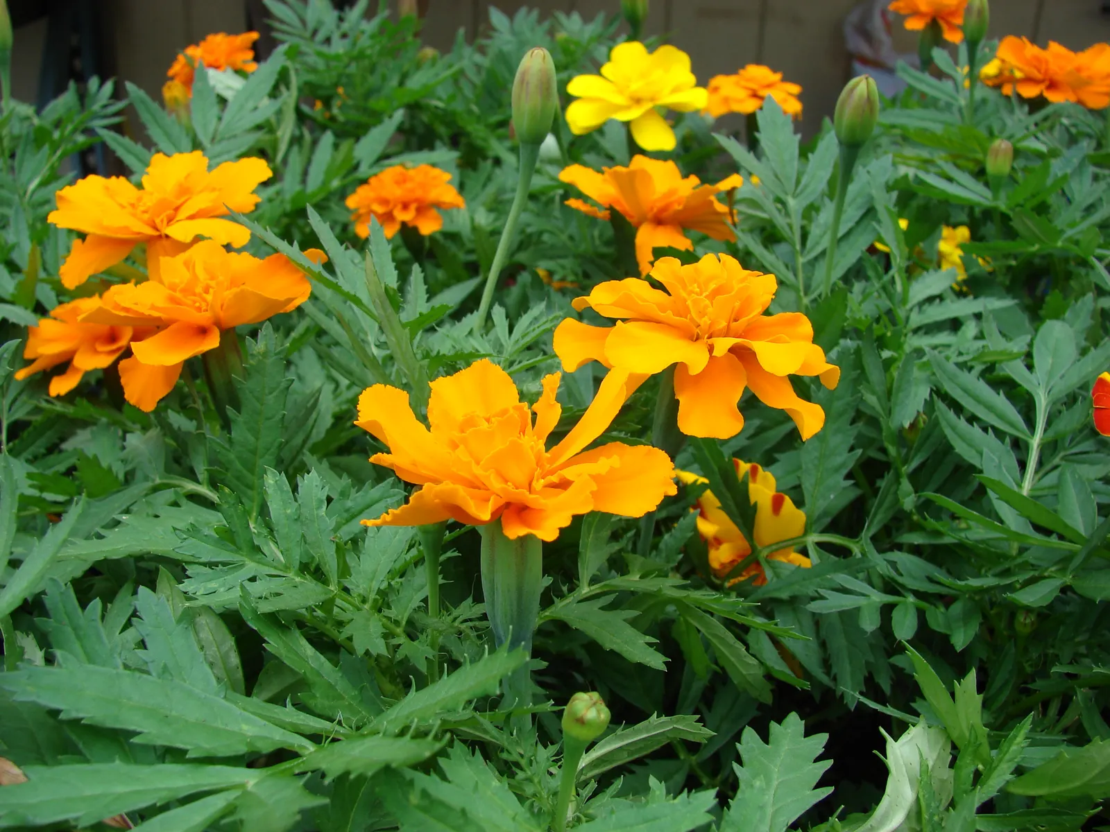American Marigold (Tagetes Erecta) — The American Marigold, also known as Tagetes erecta, is a vibrant and robust annual that thrives in U.S, image 103