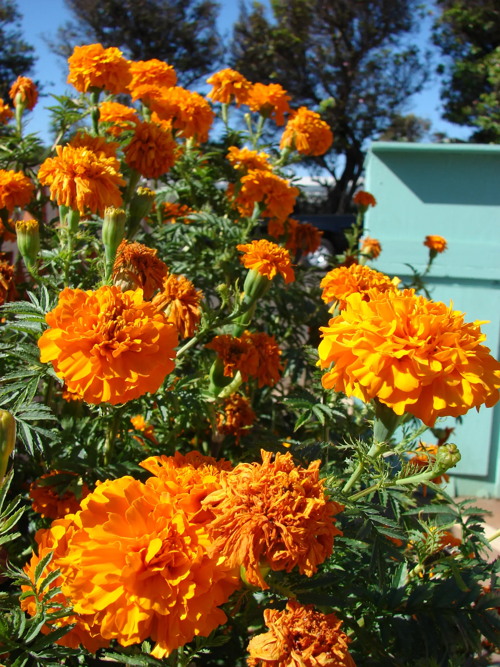 American Marigold (Tagetes Erecta) — in mass plantings for visual impact; boasts vibrant yellow to orange blooms, image 147