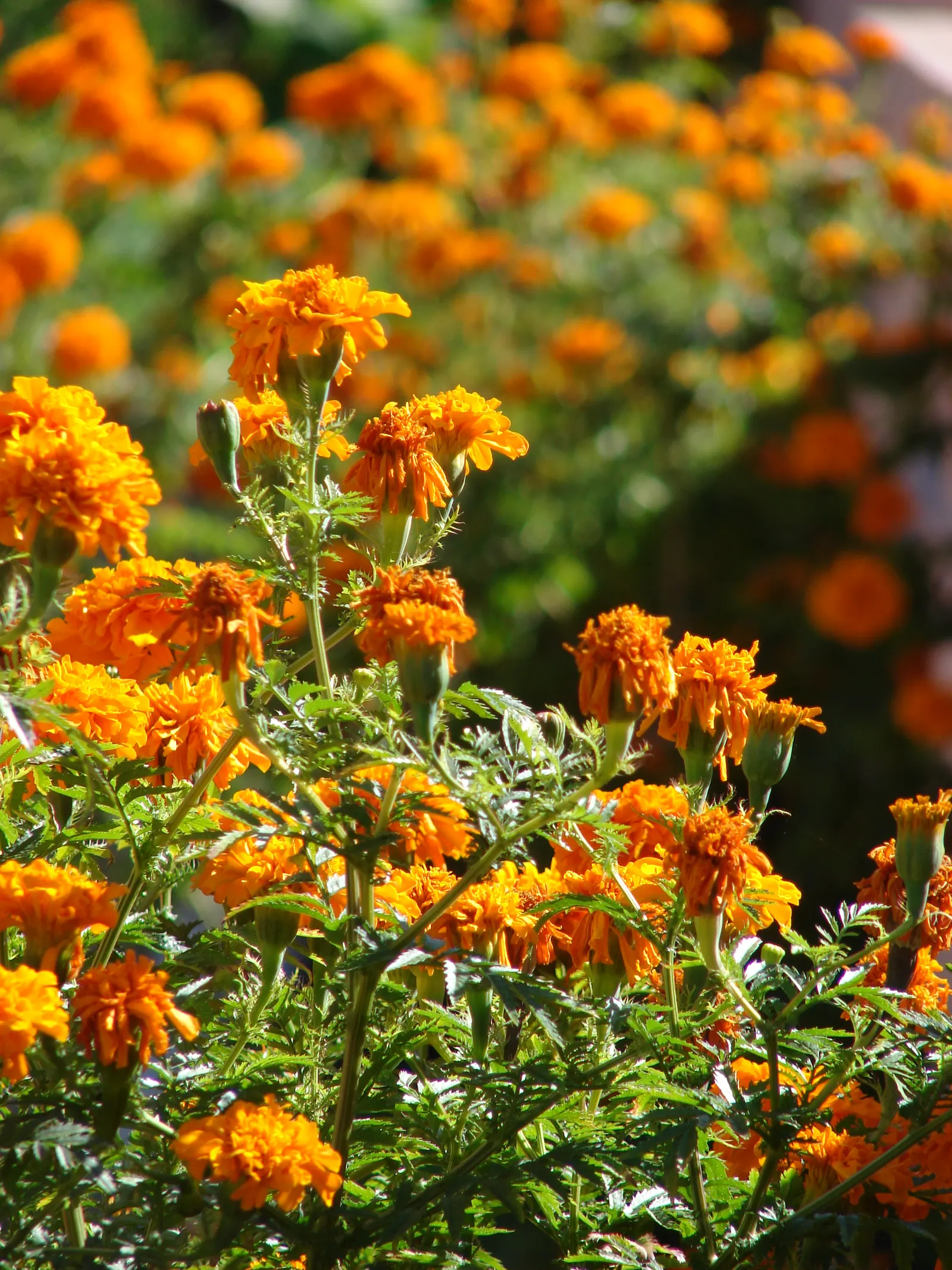 American Marigold (Tagetes Erecta) — The American Marigold, also known as Tagetes erecta, is a vibrant and robust annual that thrives in U.S, image 134