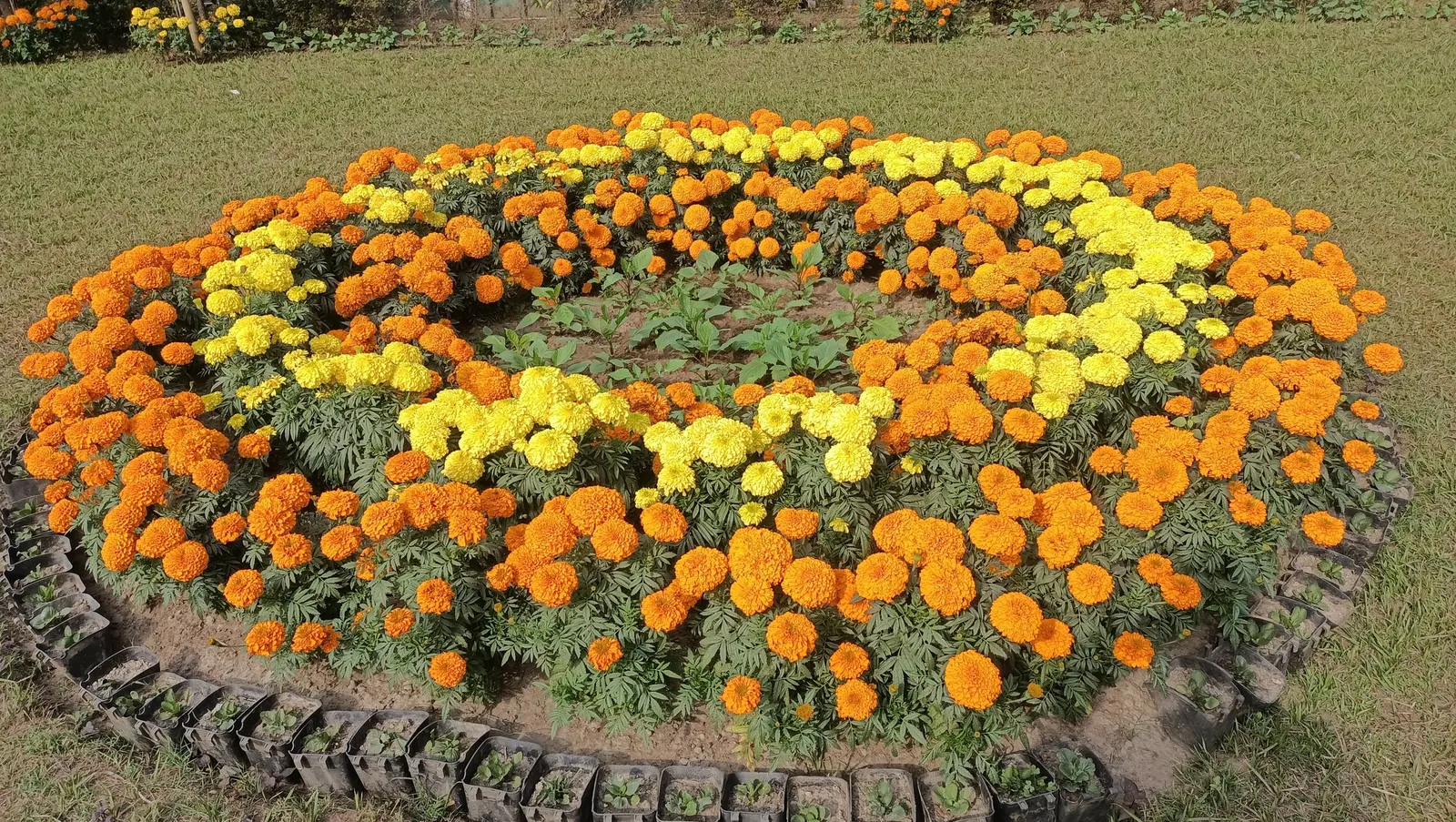 American Marigold (Tagetes Erecta) — or interspersed within a mixed bed to provide bursts of color throughout the growing season; the American, image 86