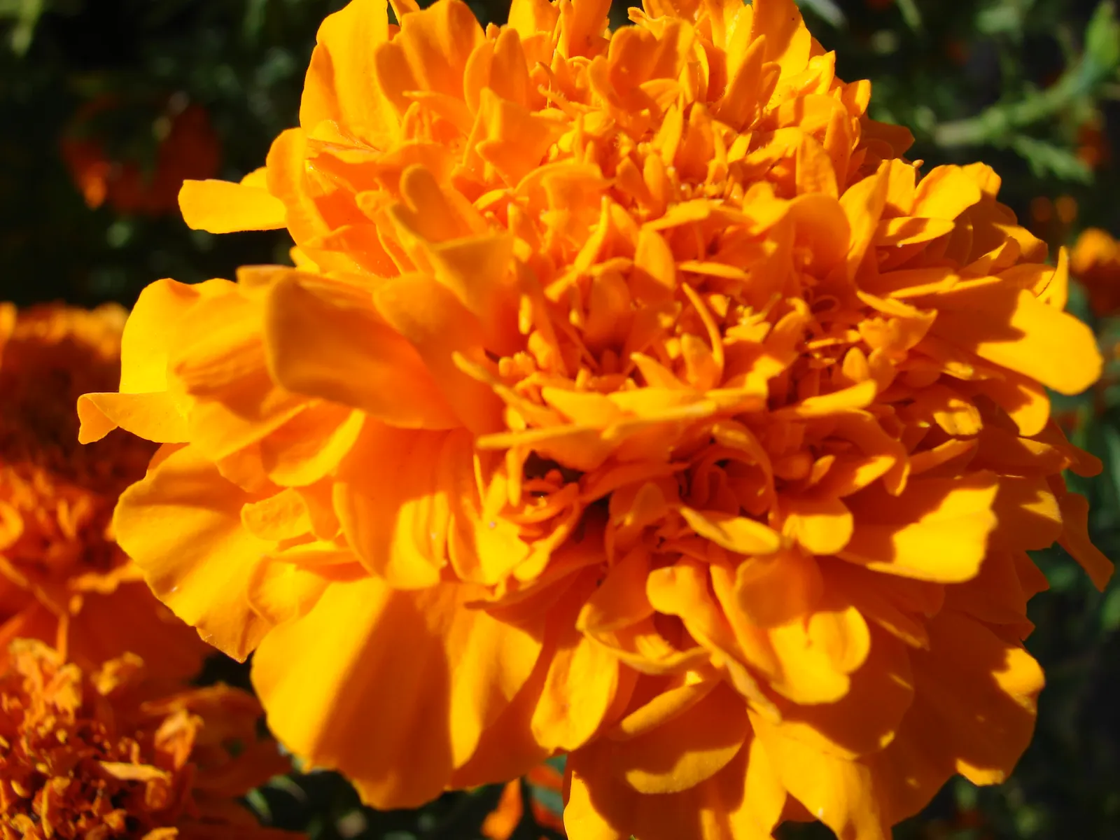 American Marigold (Tagetes Erecta) — Department of Agriculture hardiness zones 2 through 11