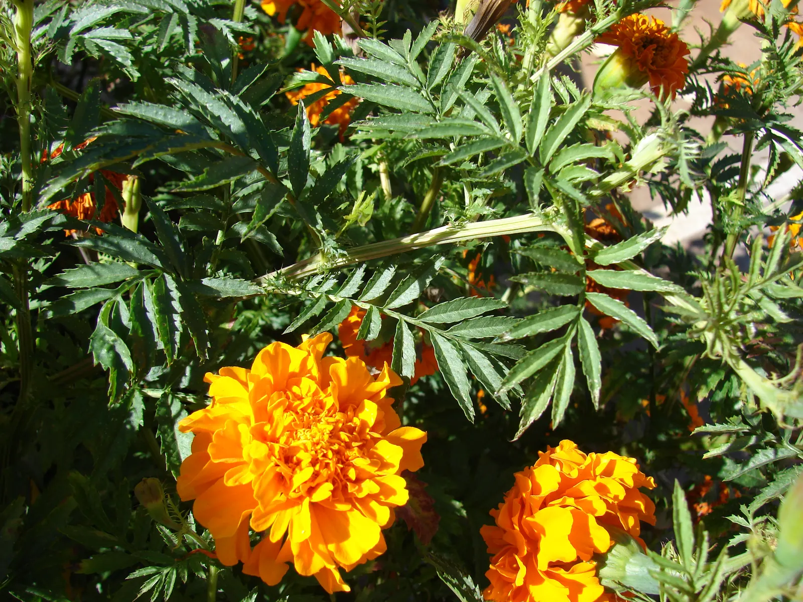 American Marigold (Tagetes Erecta) — The American Marigold (Tagetes erecta); this annual can reach 1-3 feet in height and up to 2 feet in width, image 94