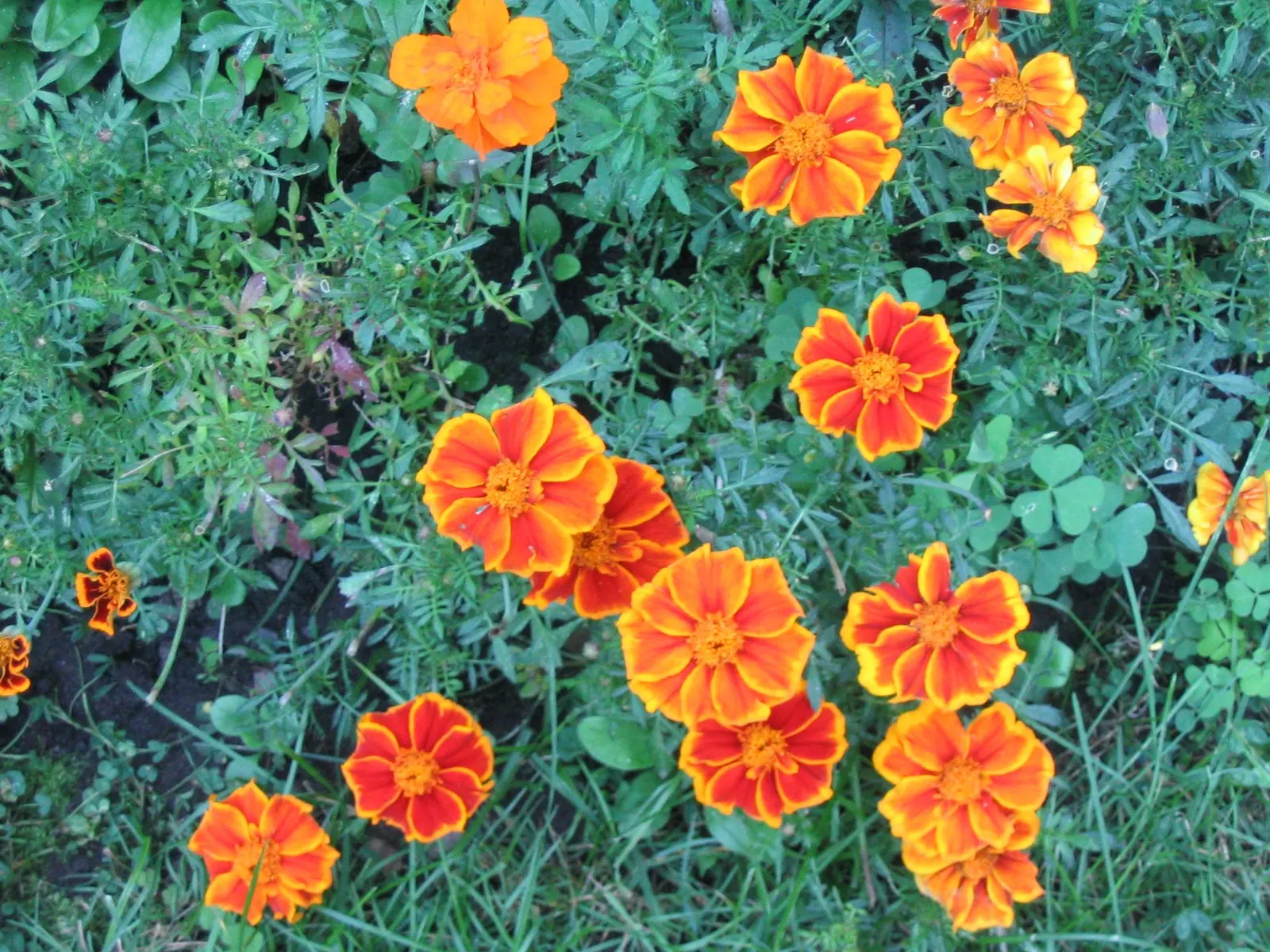 American Marigold (Tagetes Erecta) — A quintessential component for any landscape; erecta has moderate water requirements, image 74