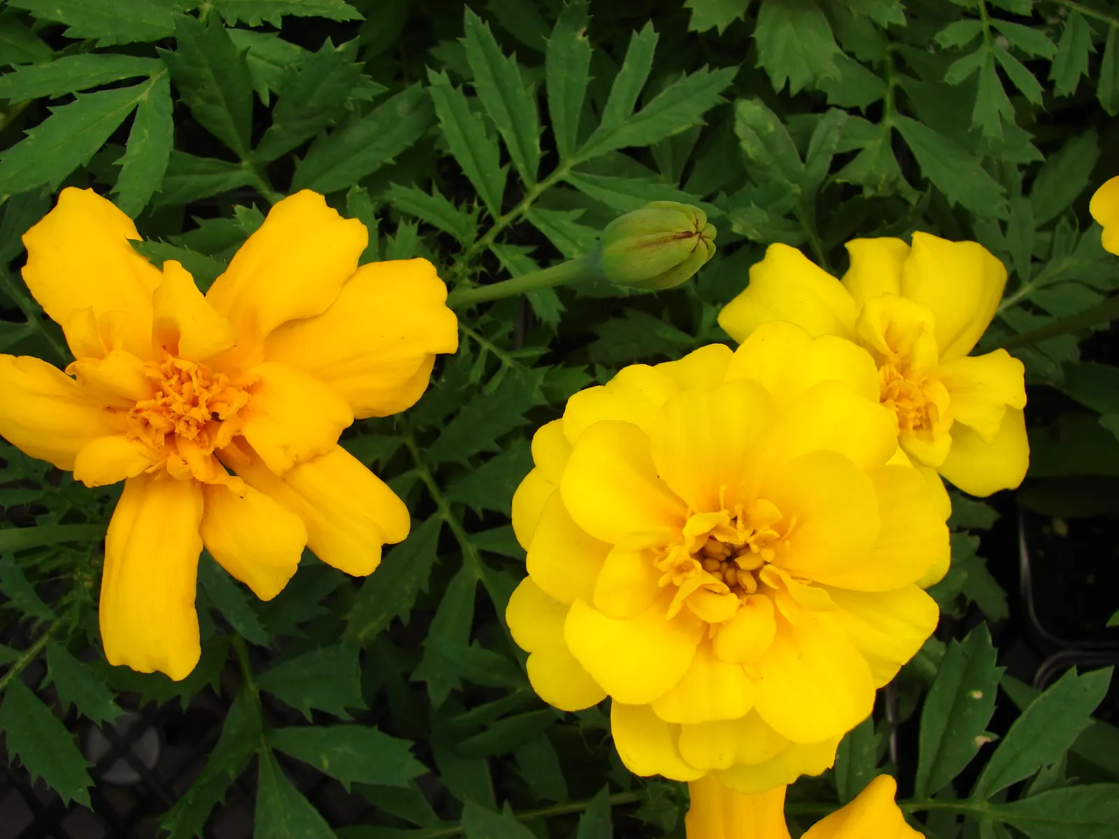 American Marigold (Tagetes Erecta) — Tagetes erecta offers not only a vivid aesthetic but also functionality; or interspersed within a mixed bed to, image 88