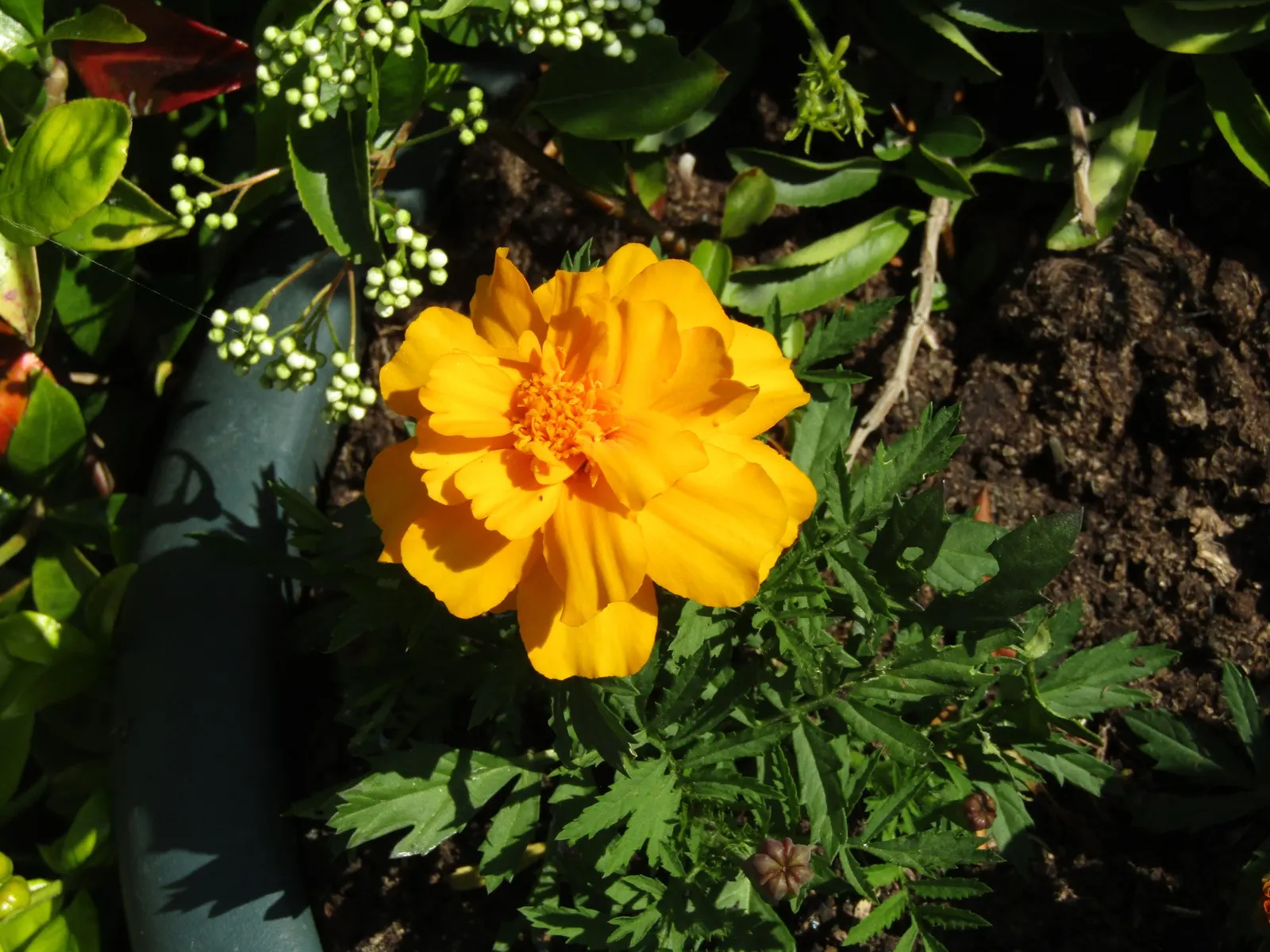 American Marigold (Tagetes Erecta) — Its bold flowers and rich foliage; make it ideal for borders