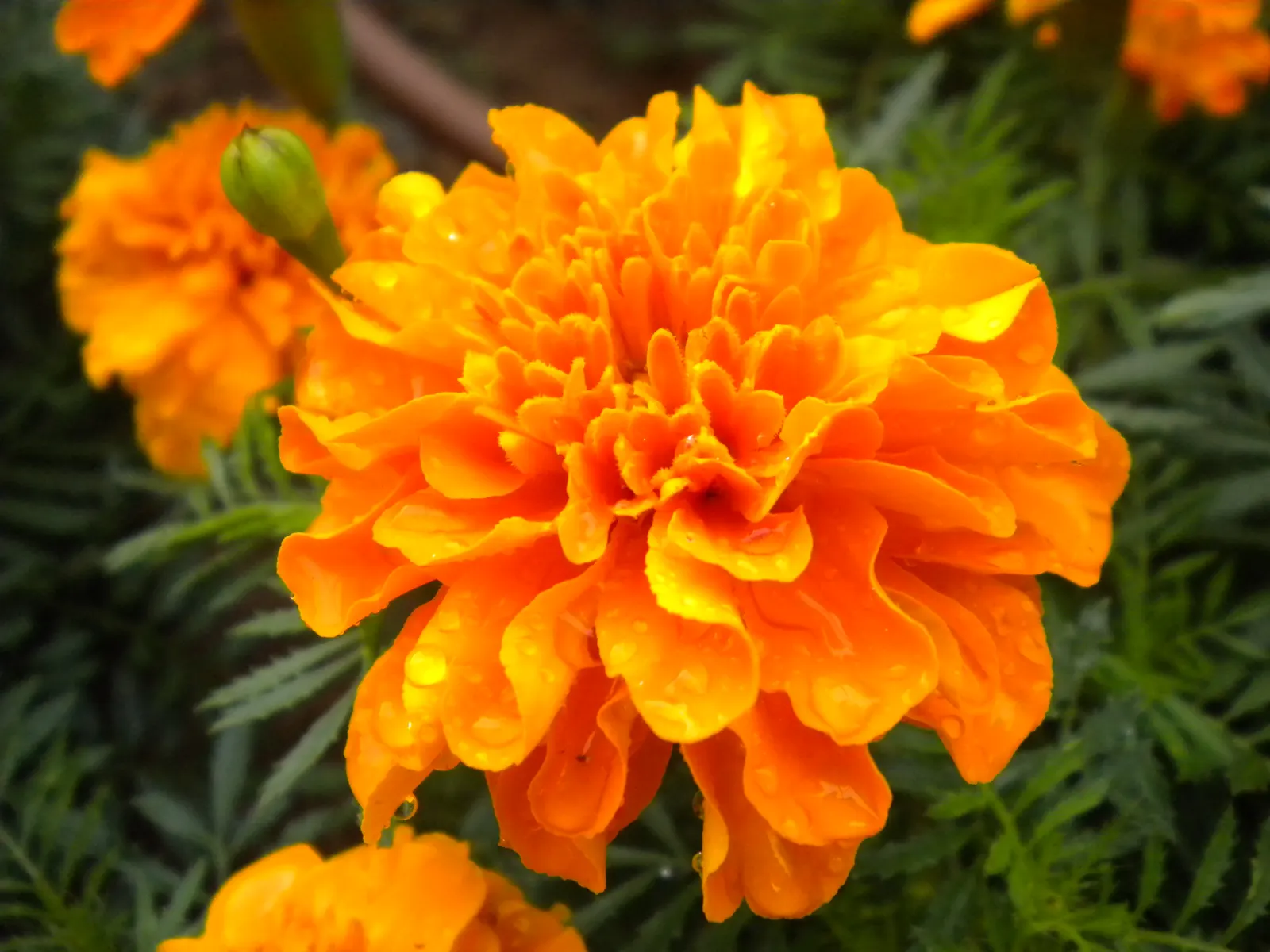 American Marigold (Tagetes Erecta) — Department of Agriculture hardiness zones 2 through 11; a quintessential component for any landscape