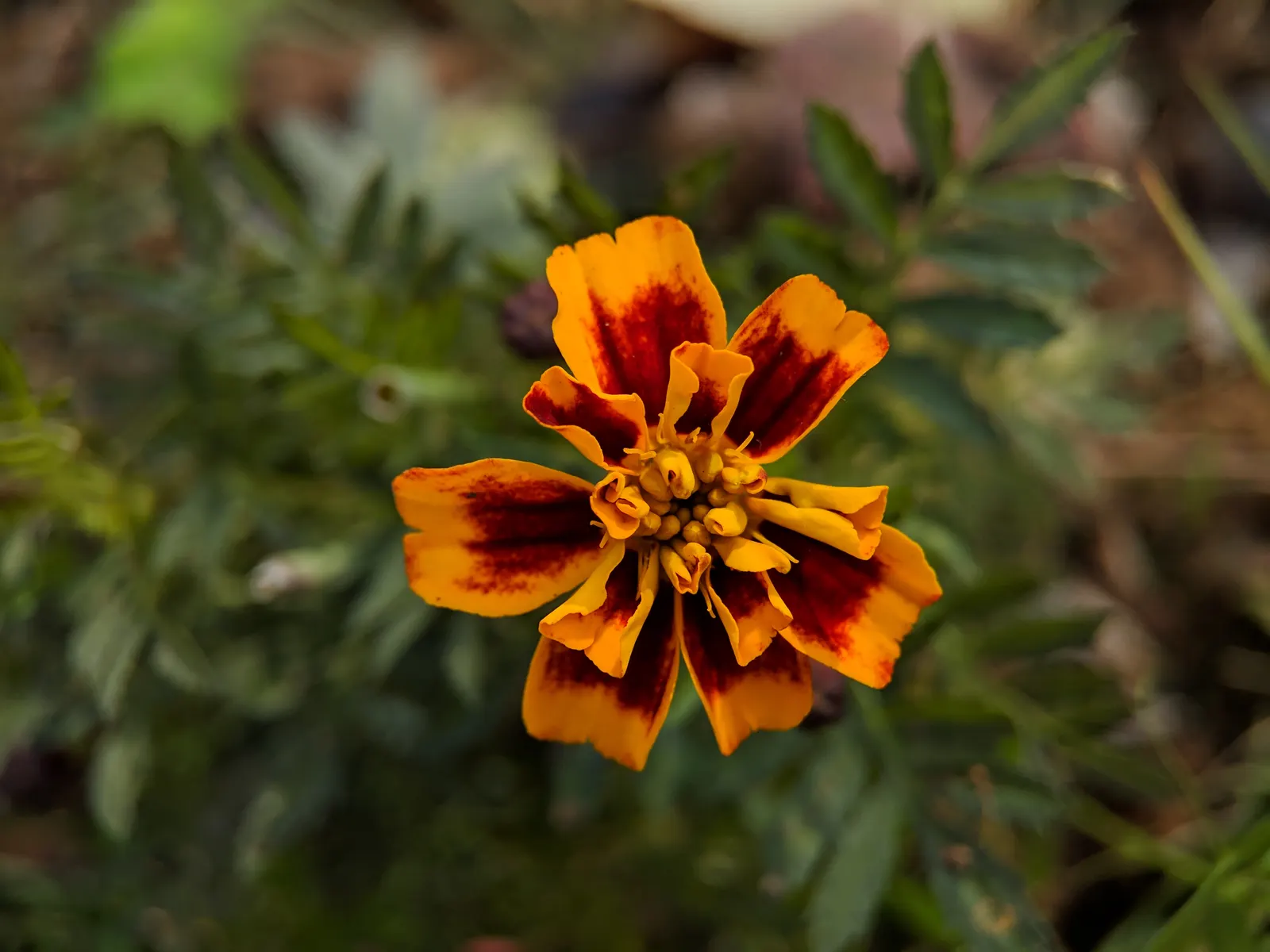 American Marigold (Tagetes Erecta) — thriving from early summer to frost; often reaching diameters between 2 to 5 inches