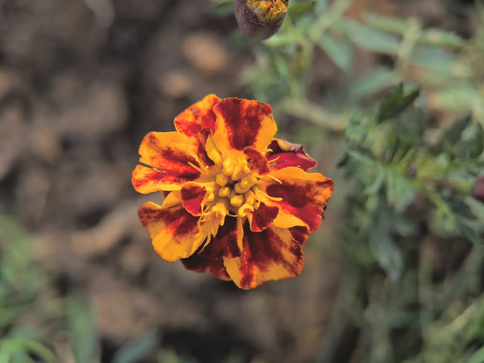 American Marigold (Tagetes Erecta) — Recurrent deadheading will encourage further flowering, ensuring a vibrant display throughout the season; thriving from