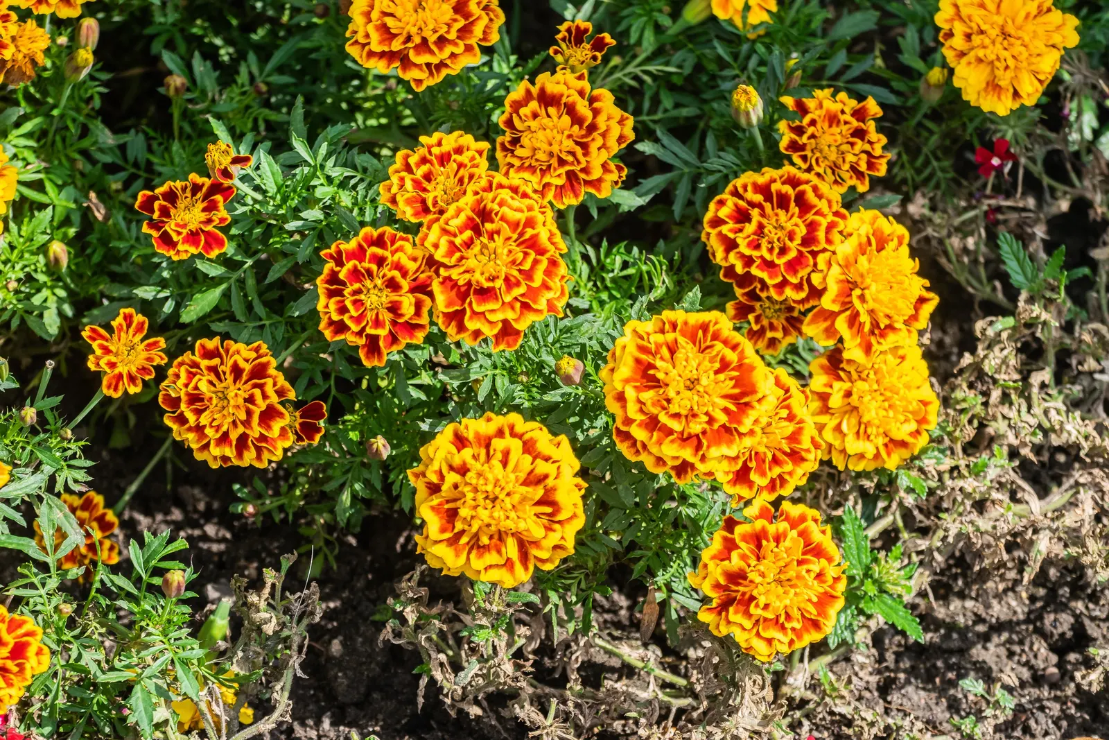 American Marigold (Tagetes Erecta) — annual for full; recurrent deadheading will encourage further flowering, ensuring a vibrant display throughout the season