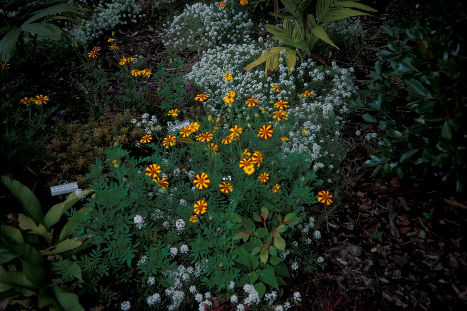 American Marigold (Tagetes Erecta) — making them relatively low maintenance; showy blooms that present a brilliant display of gold, image 144