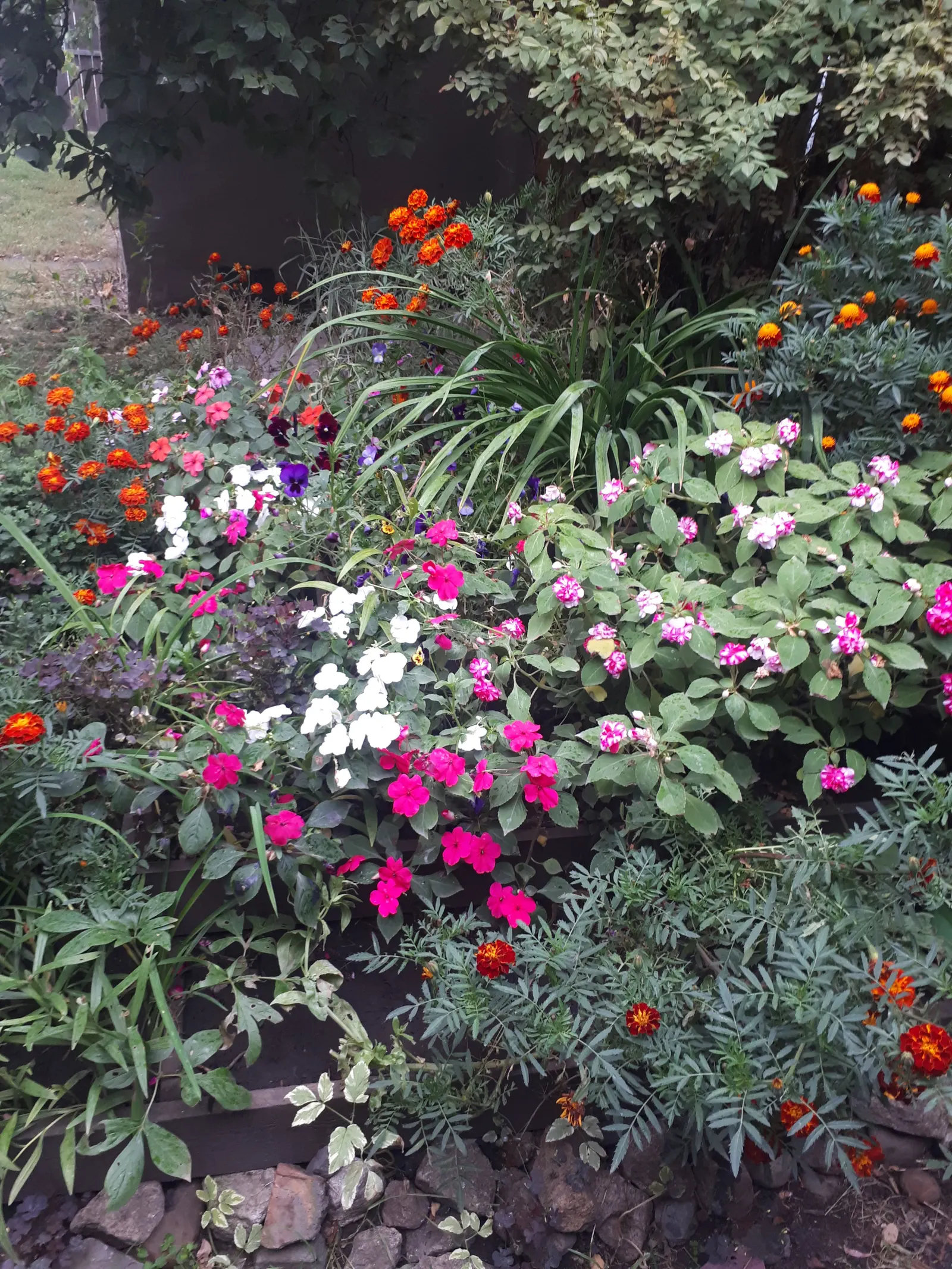 American Marigold (Tagetes Erecta) — They can be utilized as border plants; supporting pest control and delivering continual blooms which are, image 84