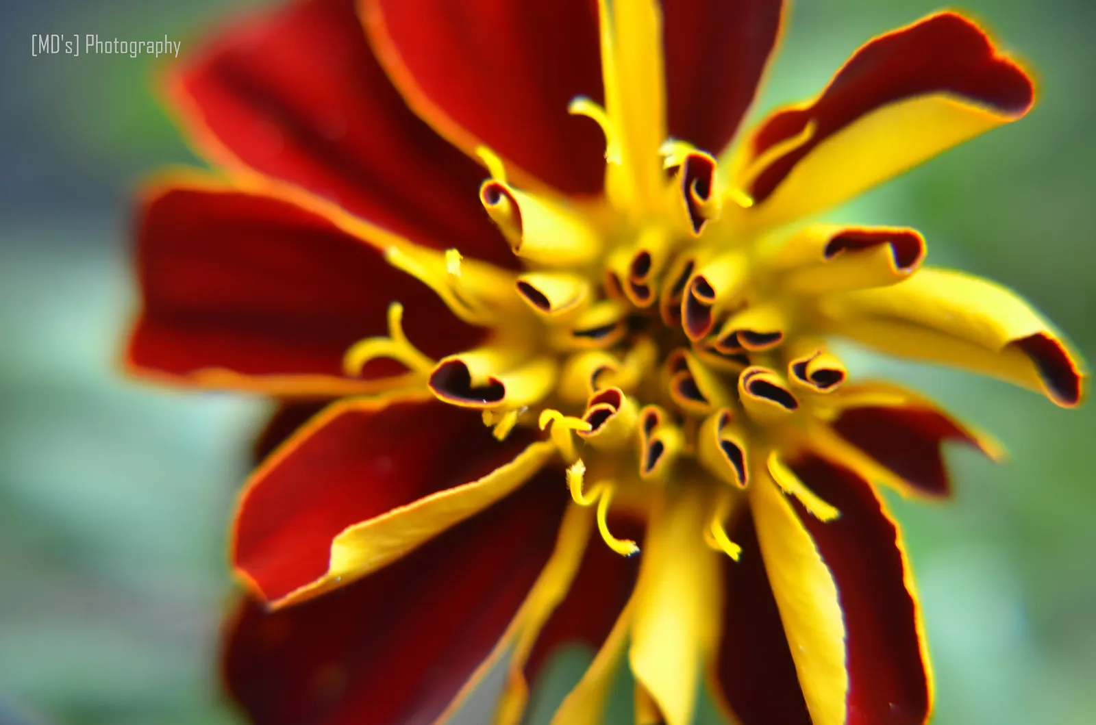 American Marigold (Tagetes Erecta) — also known as the African Marigold
