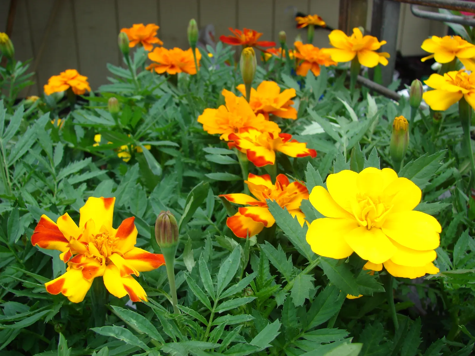 American Marigold (Tagetes Erecta) — yellow flowers in the garden; the flower heads can grow to notable sizes