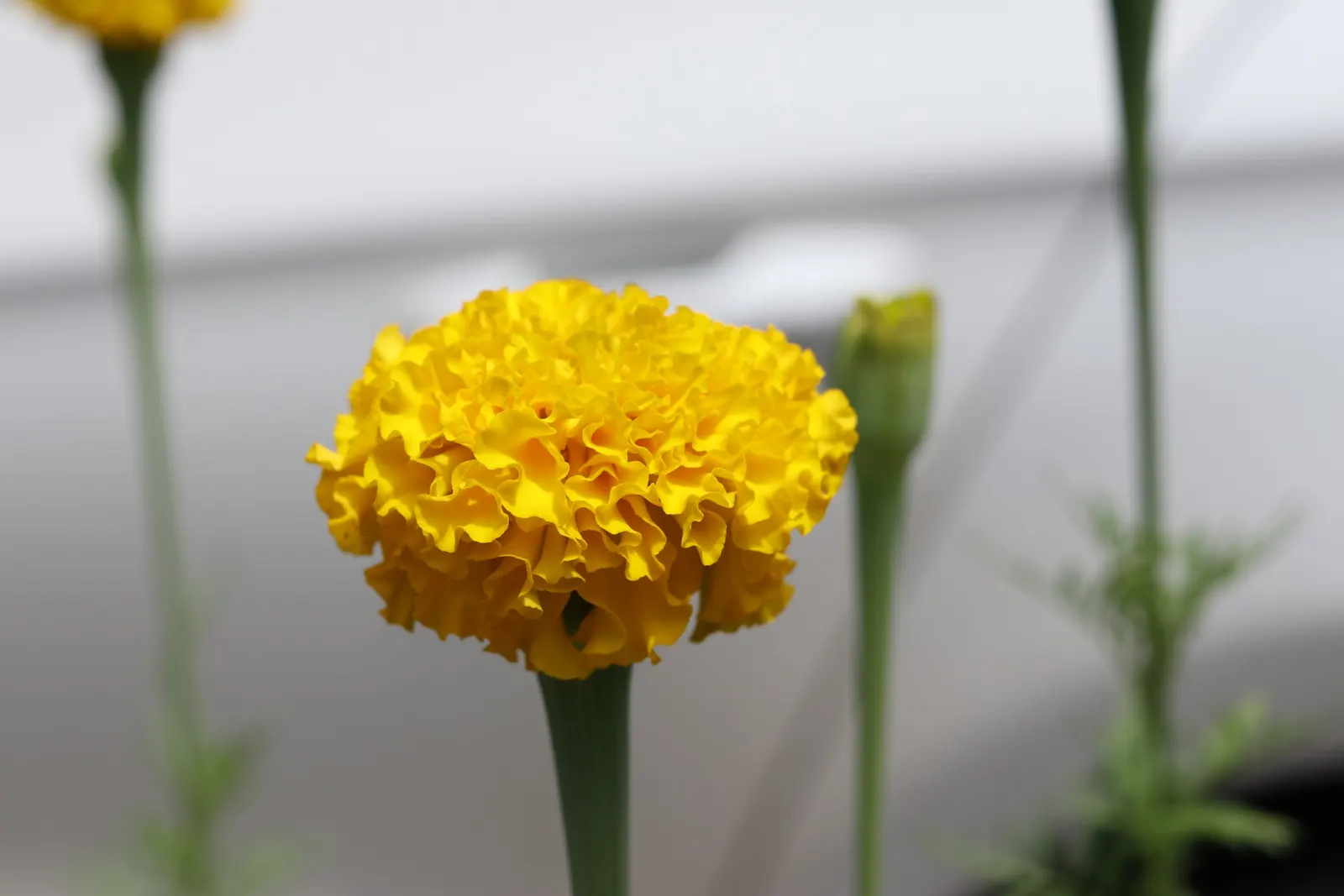 American Marigold (Tagetes Erecta) — A quintessential component for any landscape