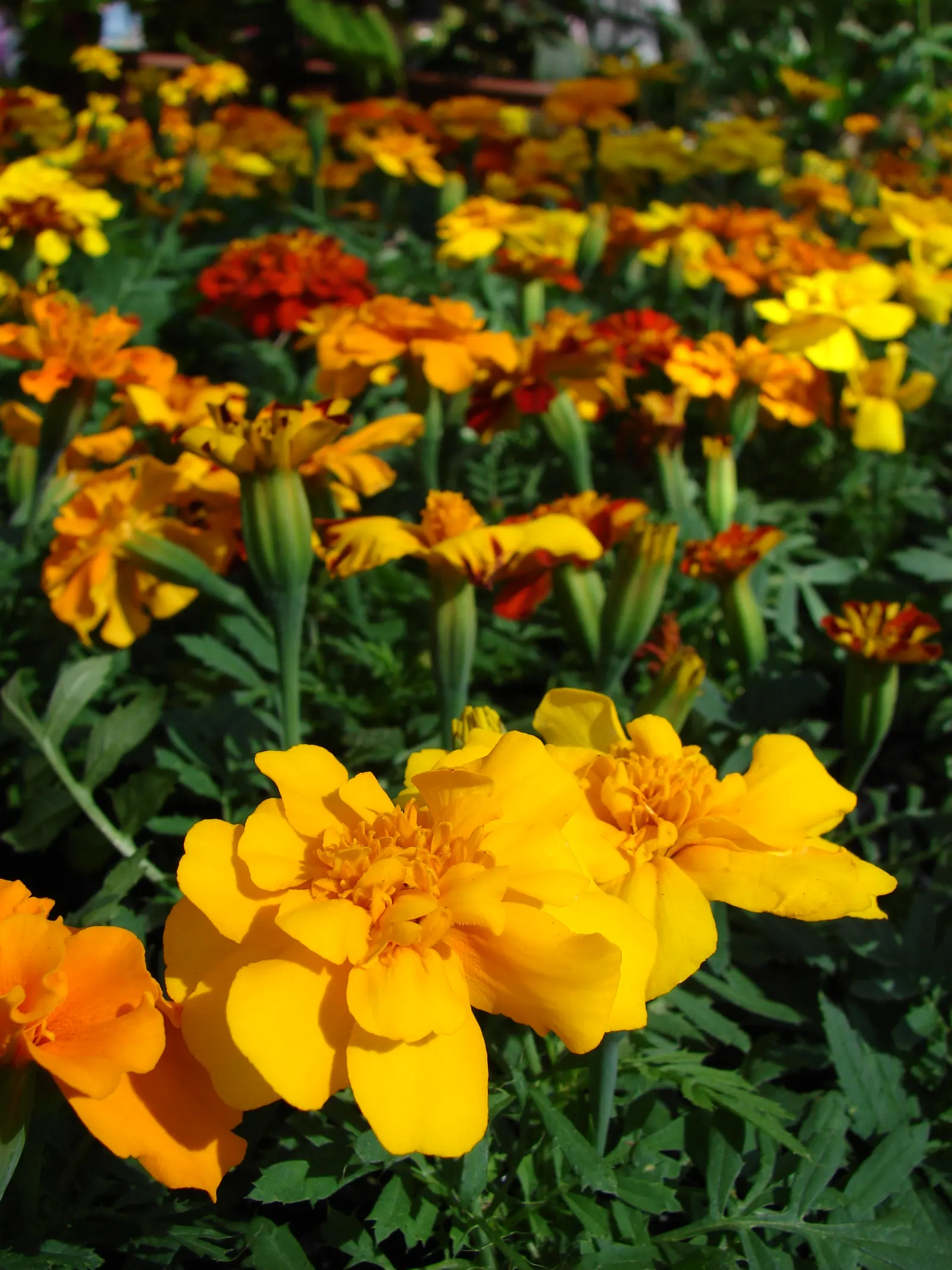 American Marigold (Tagetes Erecta) — typically from late spring until frost.<br><br>In designs that seek to incorporate these exuberant flowers
