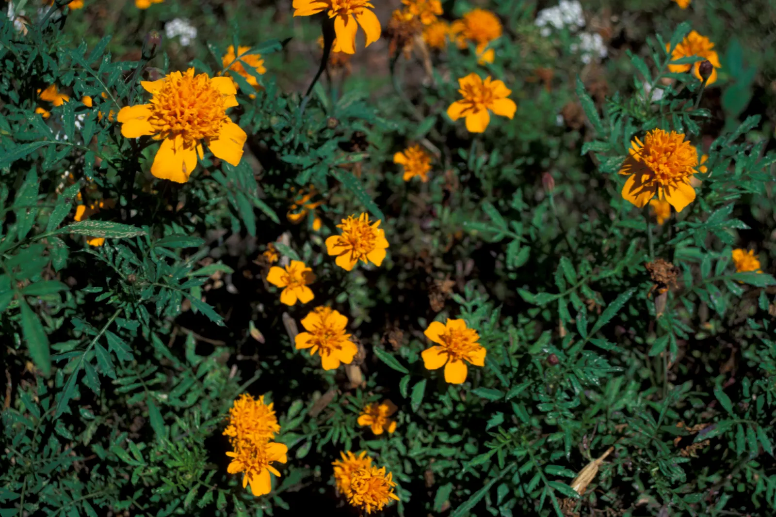 American Marigold (Tagetes Erecta) — making them relatively low maintenance; showy blooms that present a brilliant display of gold, image 82