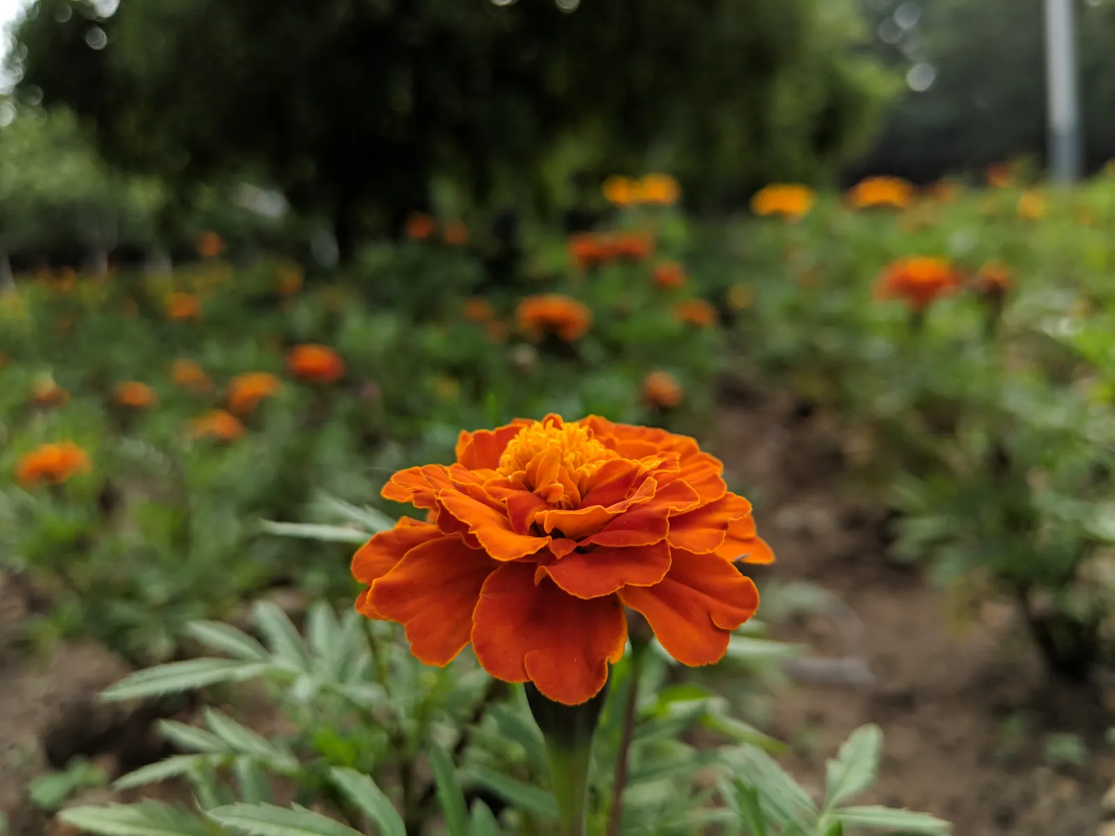 American Marigold (Tagetes Erecta) — making them relatively low maintenance; showy blooms that present a brilliant display of gold