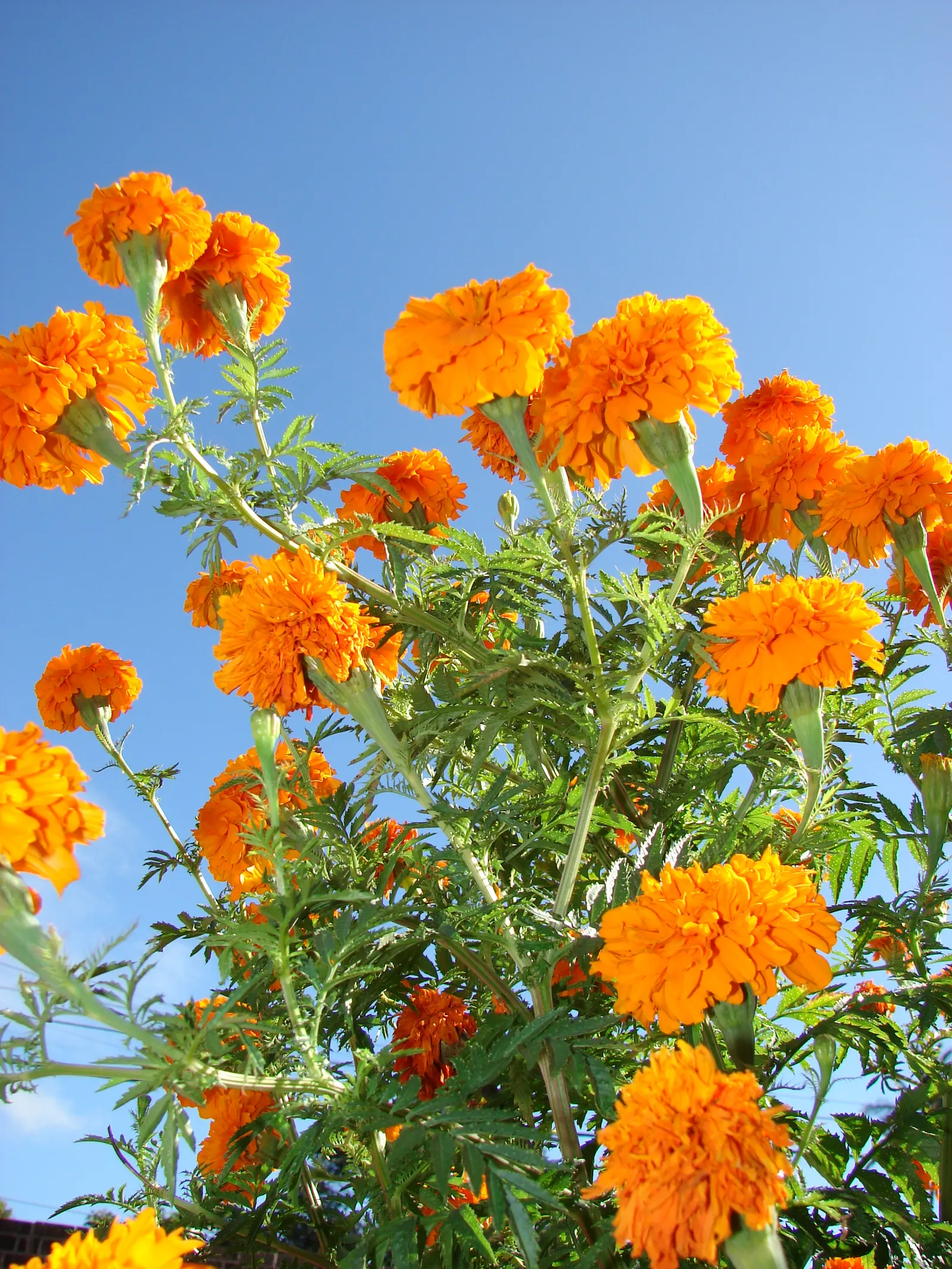 American Marigold (Tagetes Erecta) — A quintessential component for any landscape; erecta has moderate water requirements