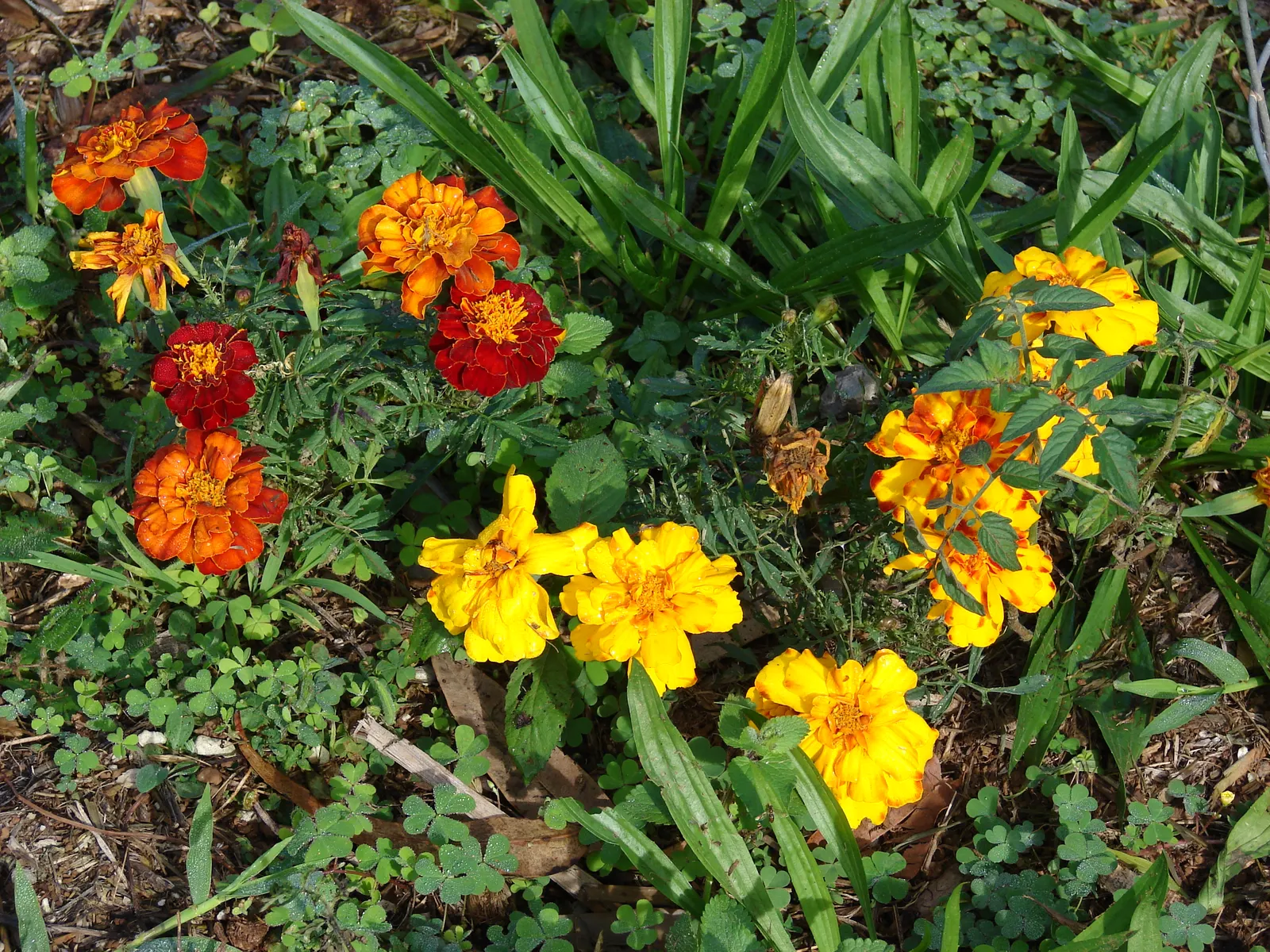 American Marigold (Tagetes Erecta) — With a preference for well-drained soil, T; annual with yellow blooms, image 80