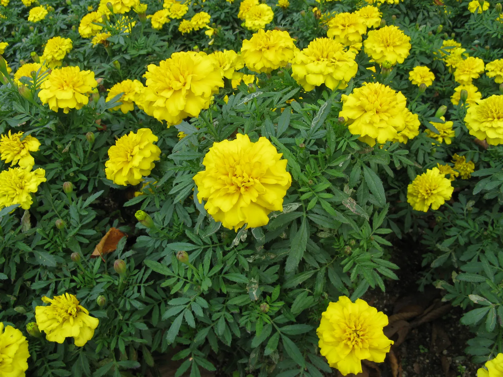 American Marigold (Tagetes Erecta) — Tagetes erecta offers not only a vivid aesthetic but also functionality; or interspersed within a mixed bed to, image 150