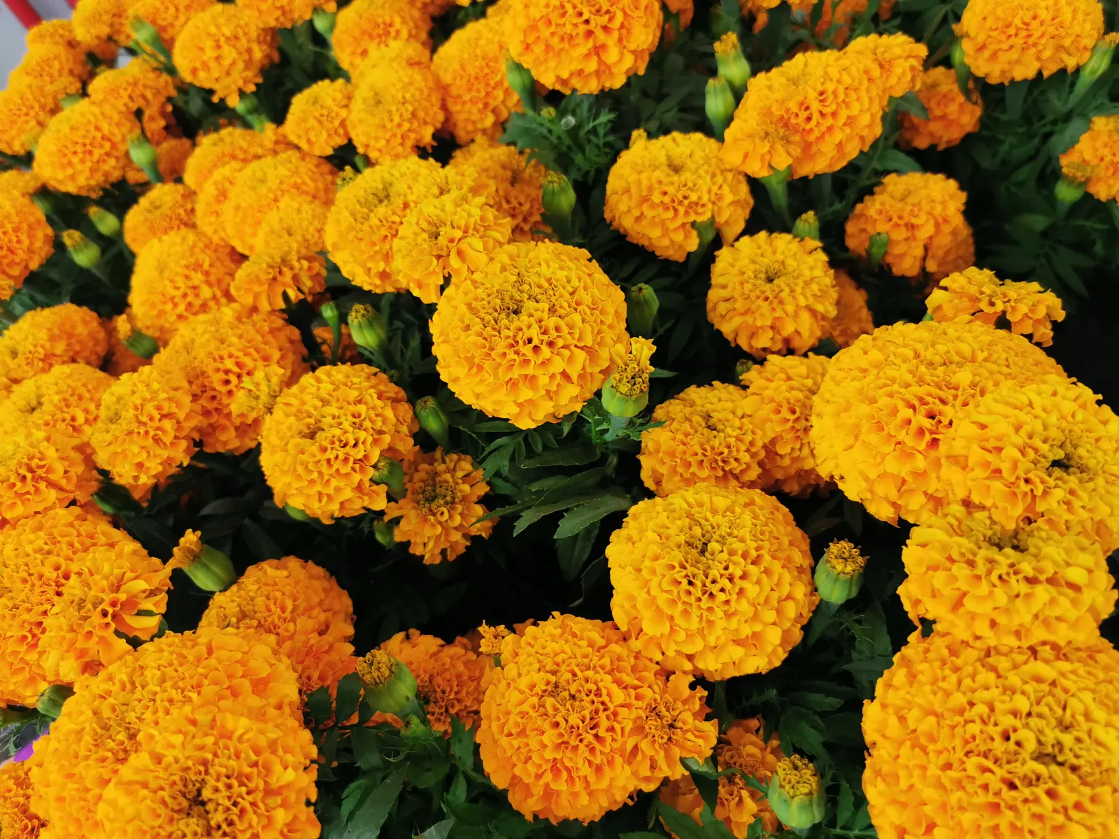 American Marigold (Tagetes Erecta) — The American Marigold (Tagetes erecta); this annual can reach 1-3 feet in height and up to 2 feet in width, image 125