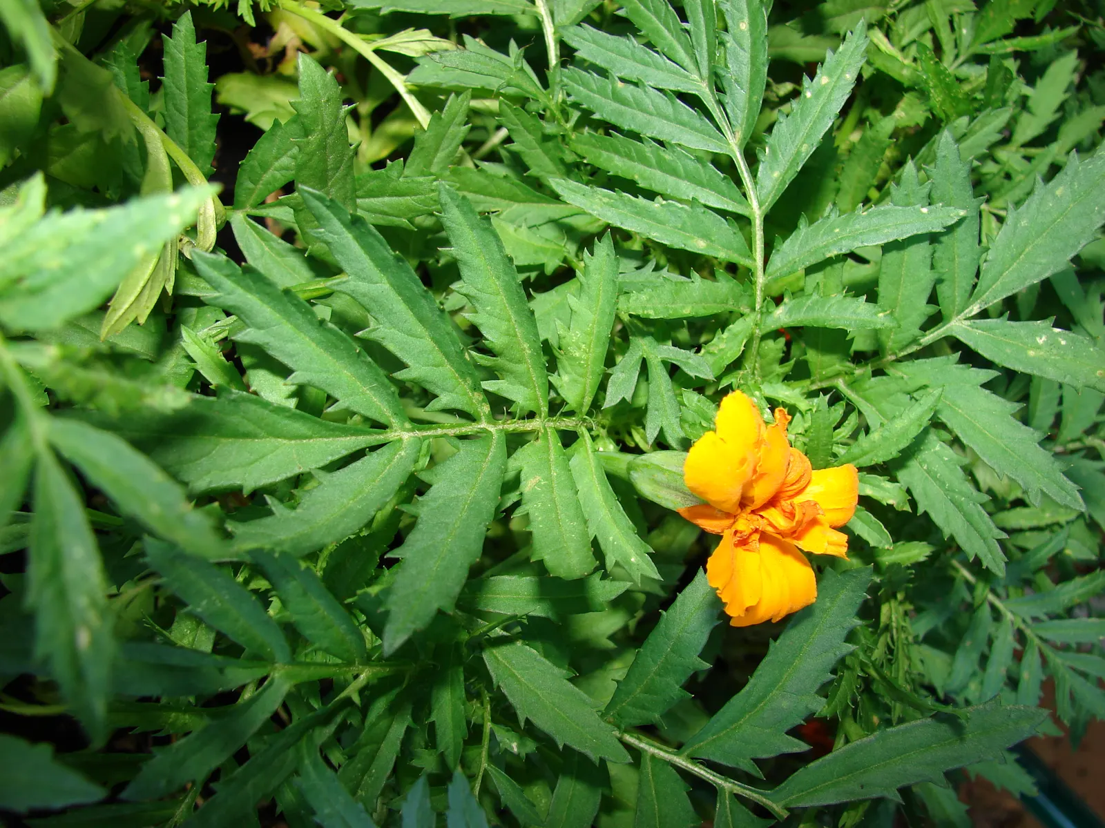 American Marigold (Tagetes Erecta) — Tagetes erecta offers not only a vivid aesthetic but also functionality; or interspersed within a mixed bed to, image 119