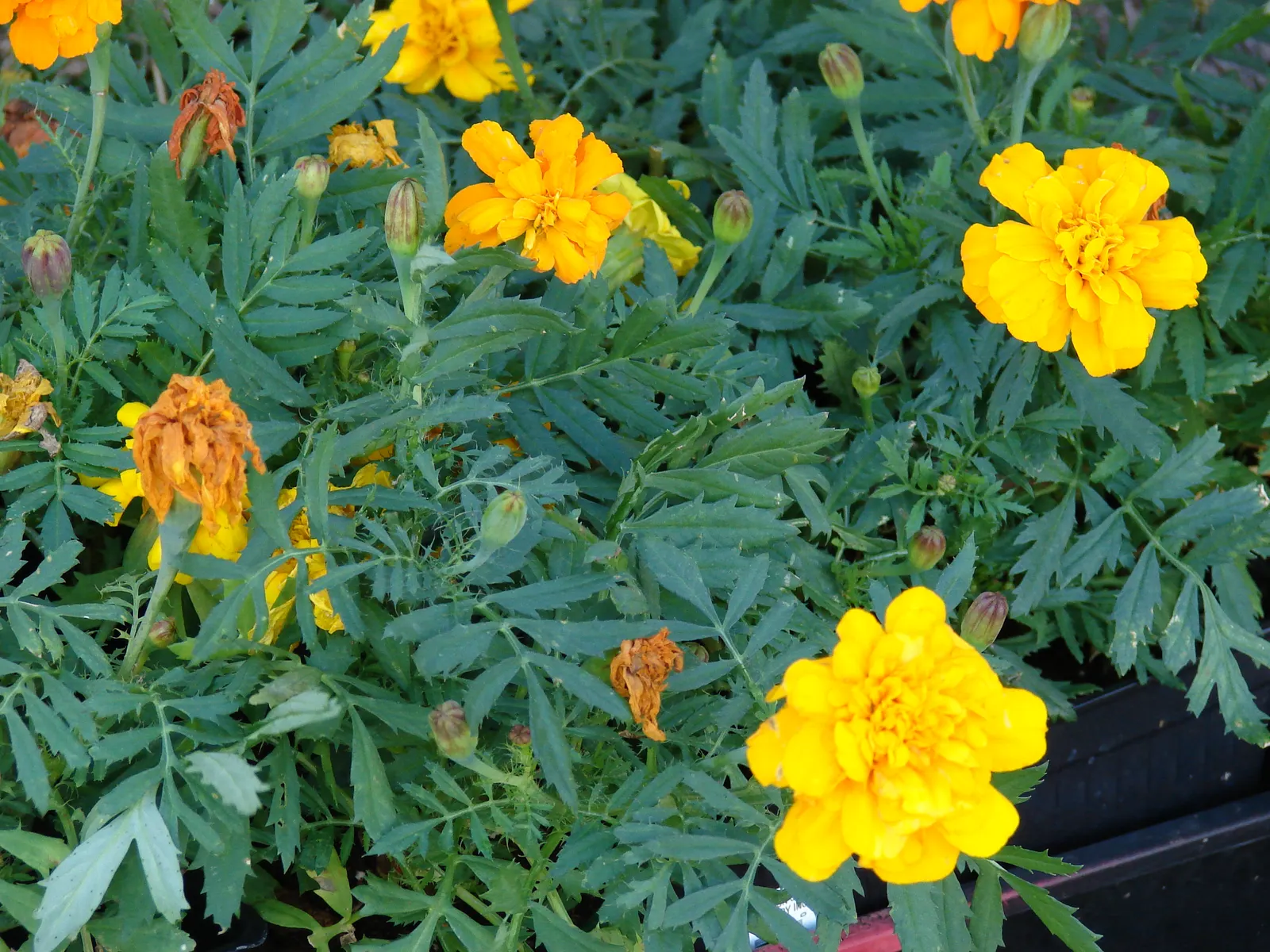 American Marigold (Tagetes Erecta) — Recurrent deadheading will encourage further flowering, ensuring a vibrant display throughout the season, image 152