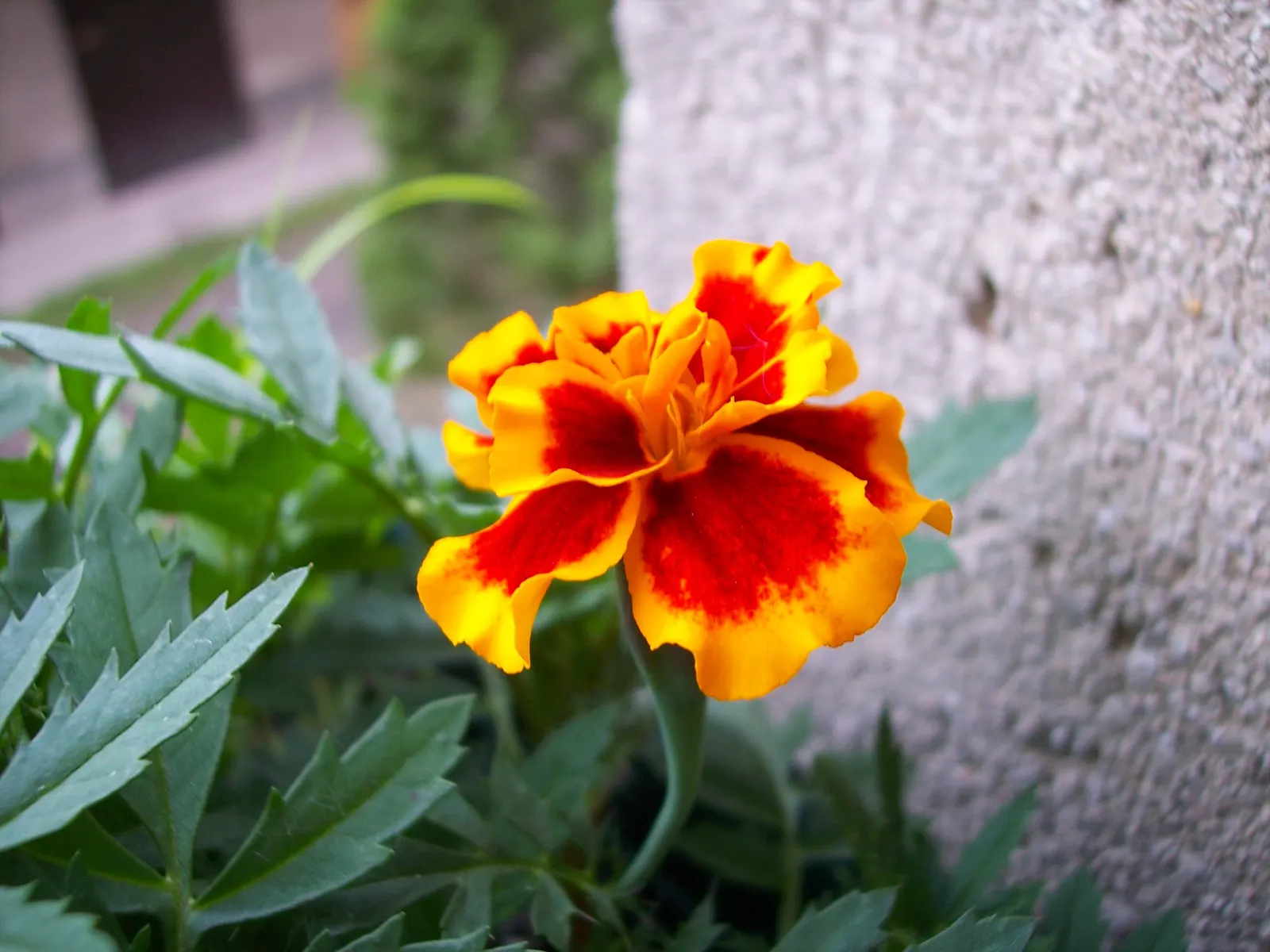 American Marigold (Tagetes Erecta) — The American Marigold, also known as Tagetes erecta, is a vibrant and robust annual that thrives in U.S, image 72