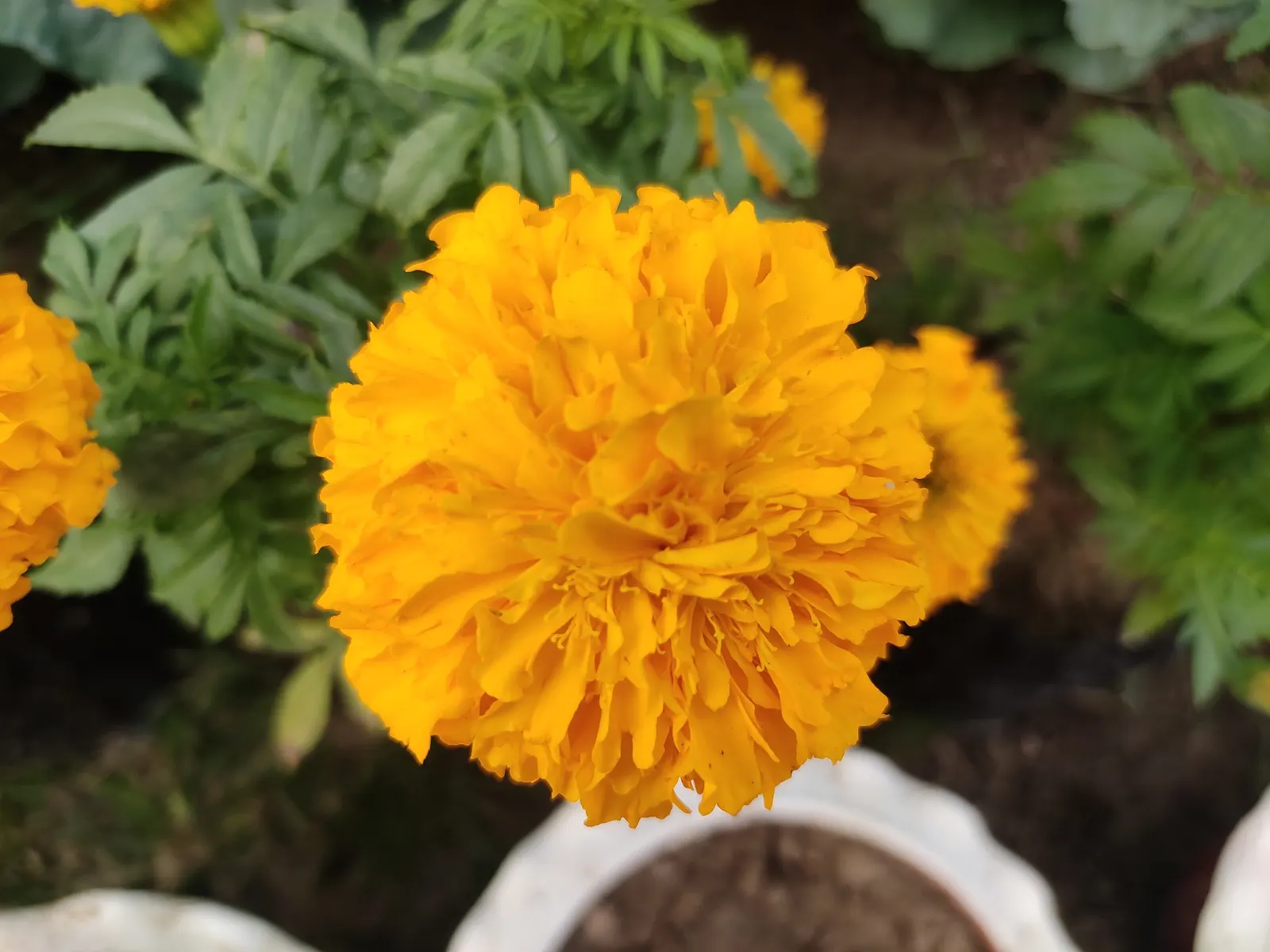 American Marigold (Tagetes Erecta) — annual for full