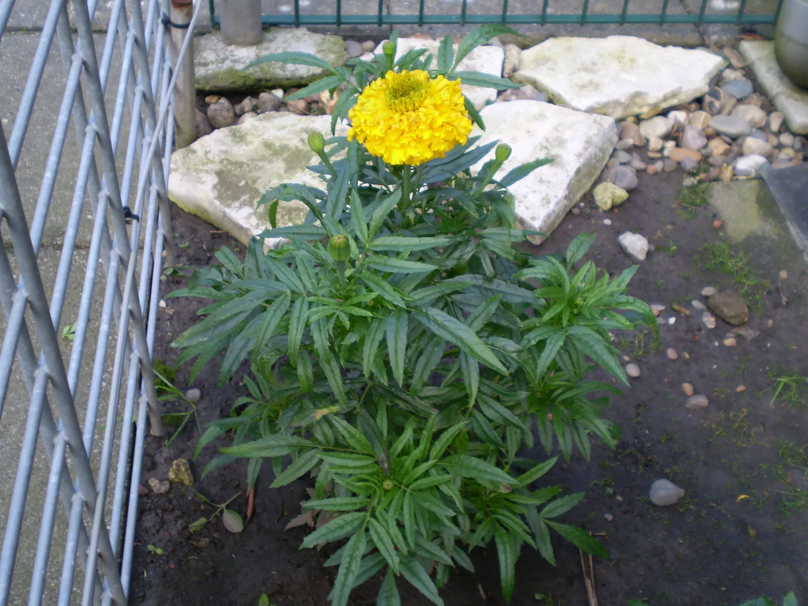American Marigold (Tagetes Erecta) — annual with yellow blooms; making them exceptional companion plants