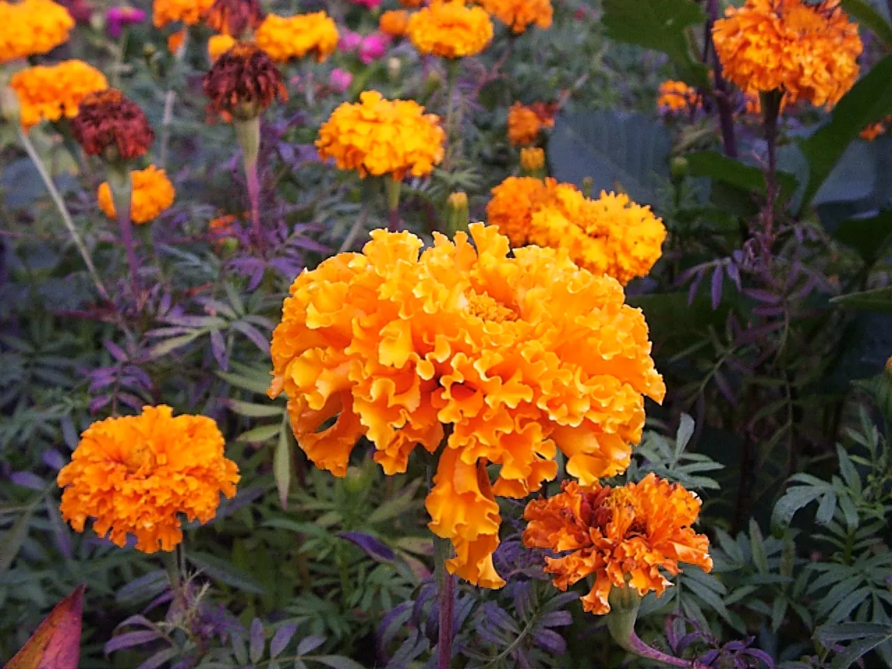 American Marigold (Tagetes Erecta) — yellow flowers in the garden; the flower heads can grow to notable sizes, image 91