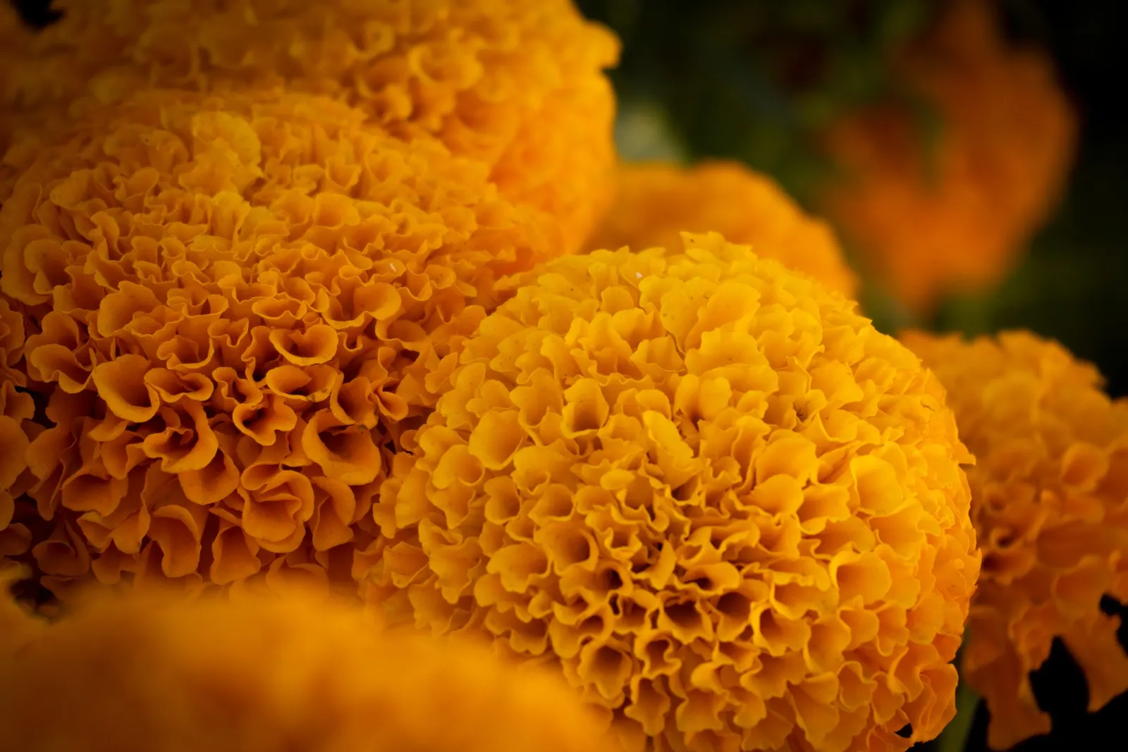 American Marigold (Tagetes Erecta) — making them relatively low maintenance; showy blooms that present a brilliant display of gold, image 113