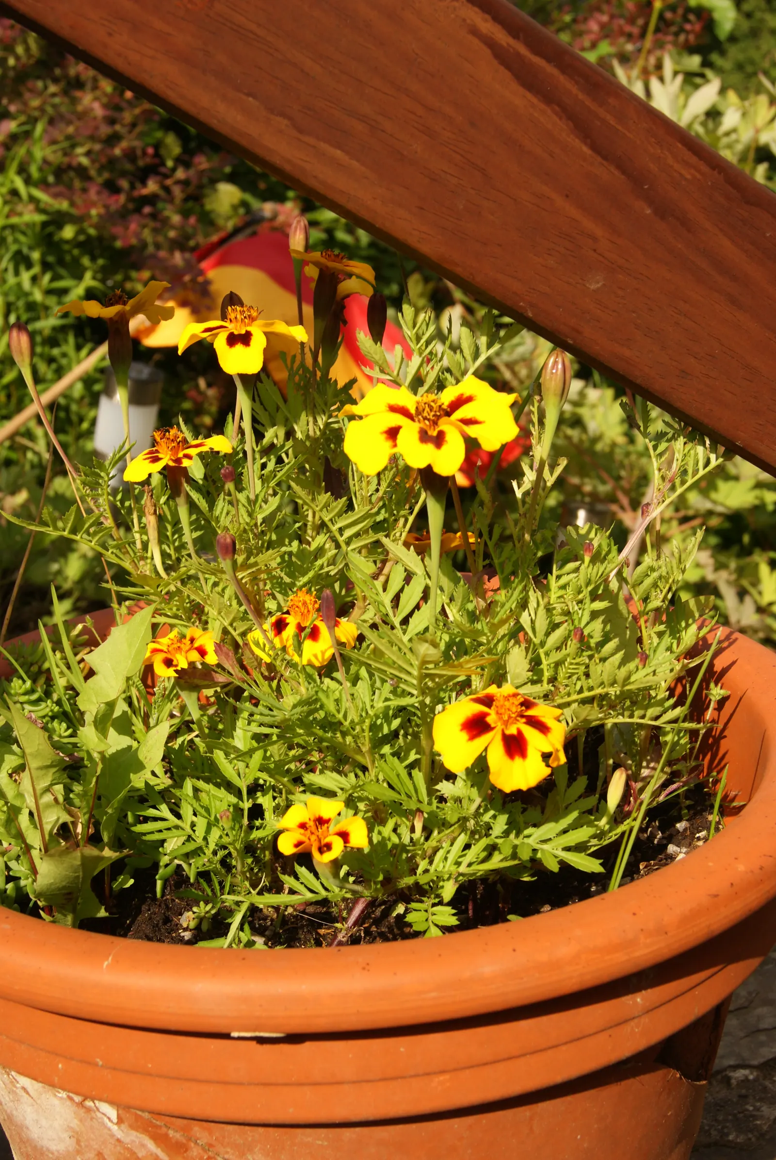 American Marigold (Tagetes Erecta) — make it ideal for borders; they can be utilized as border plants