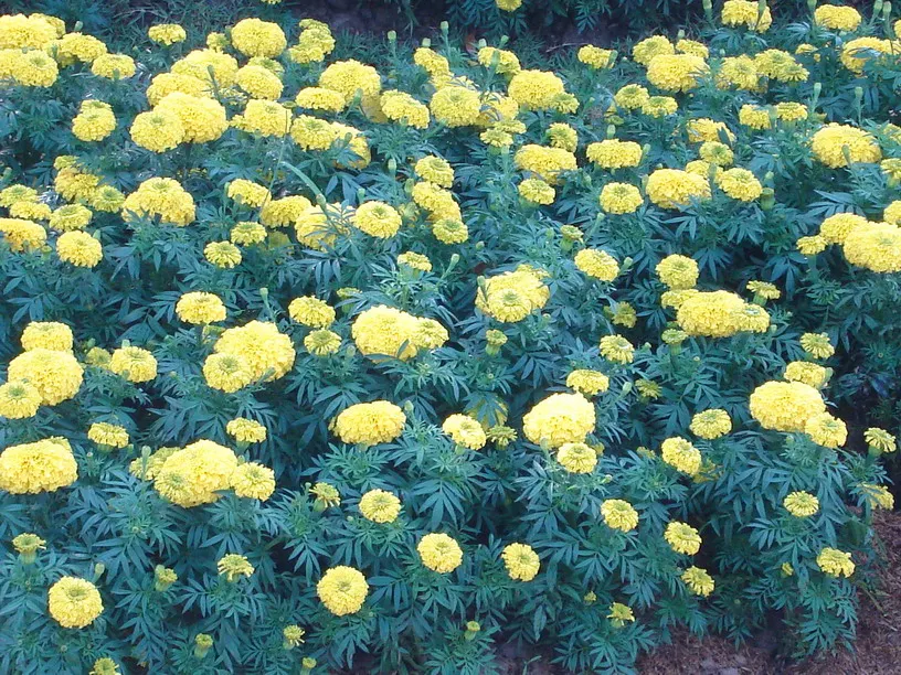 American Marigold (Tagetes Erecta) — A quintessential component for any landscape; erecta has moderate water requirements, image 105
